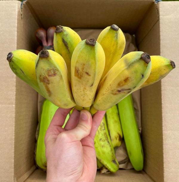Bananas