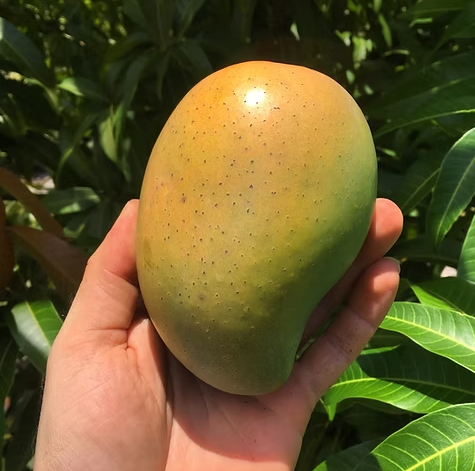 Mangoes