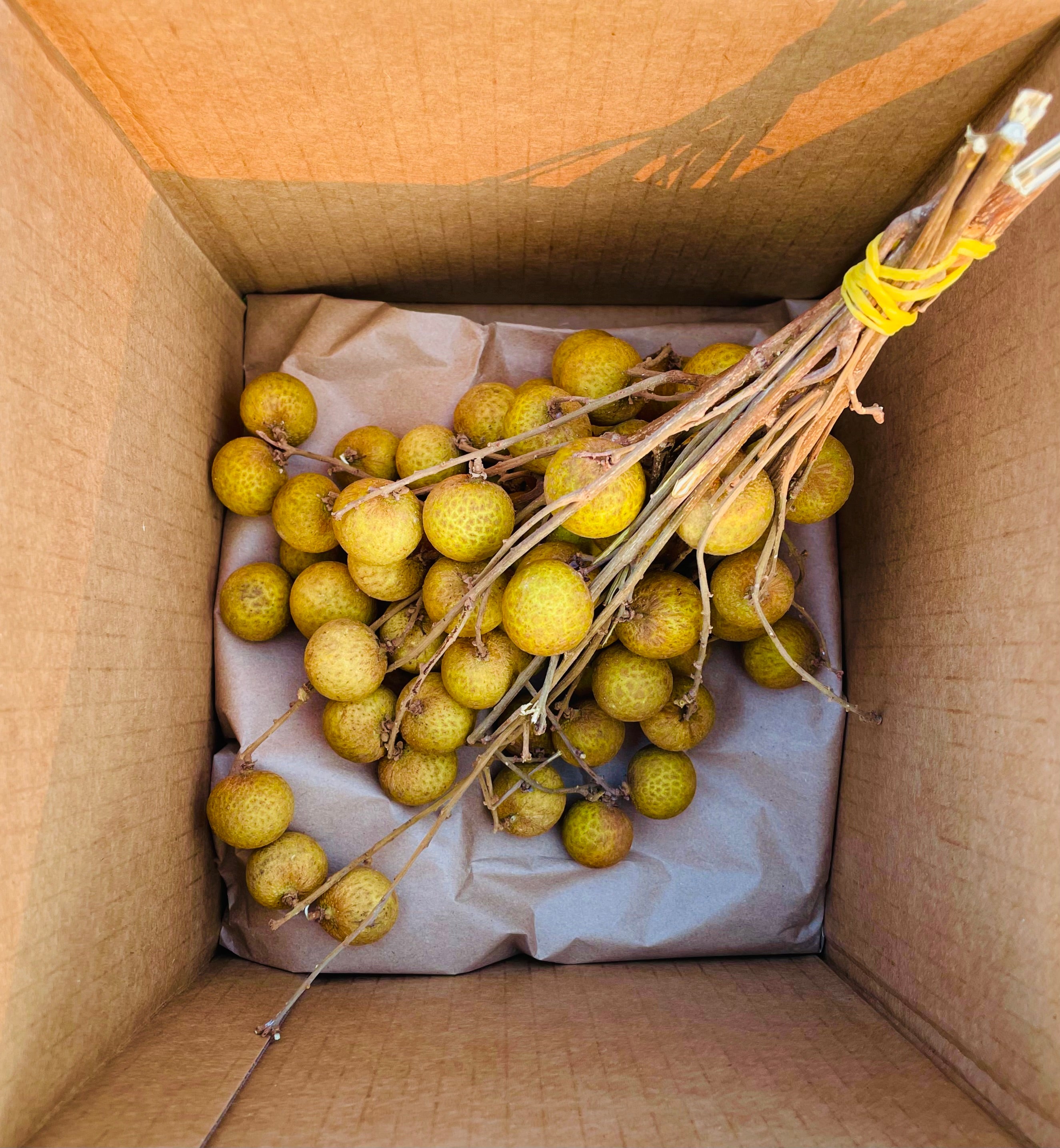 Longan