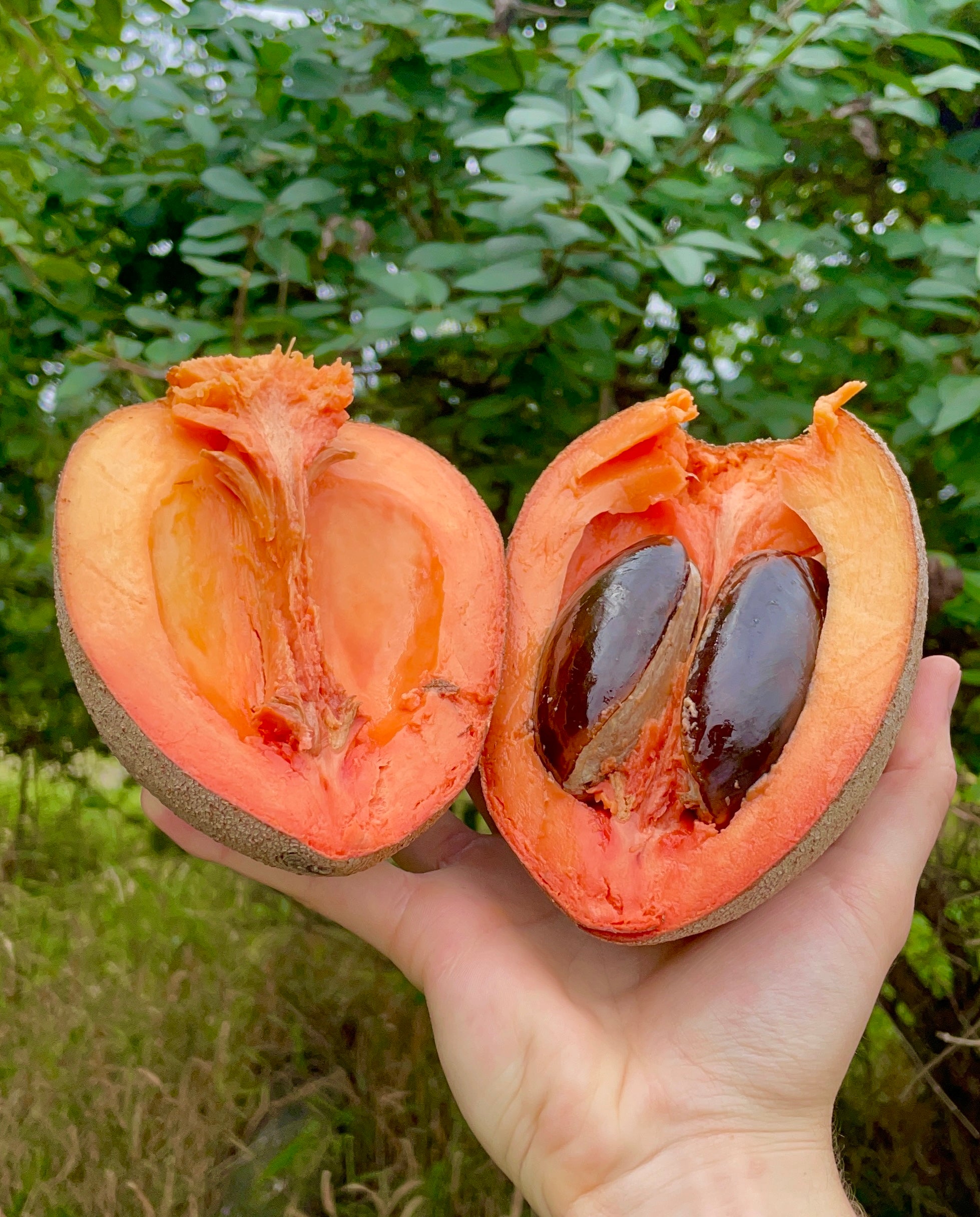 Mamey