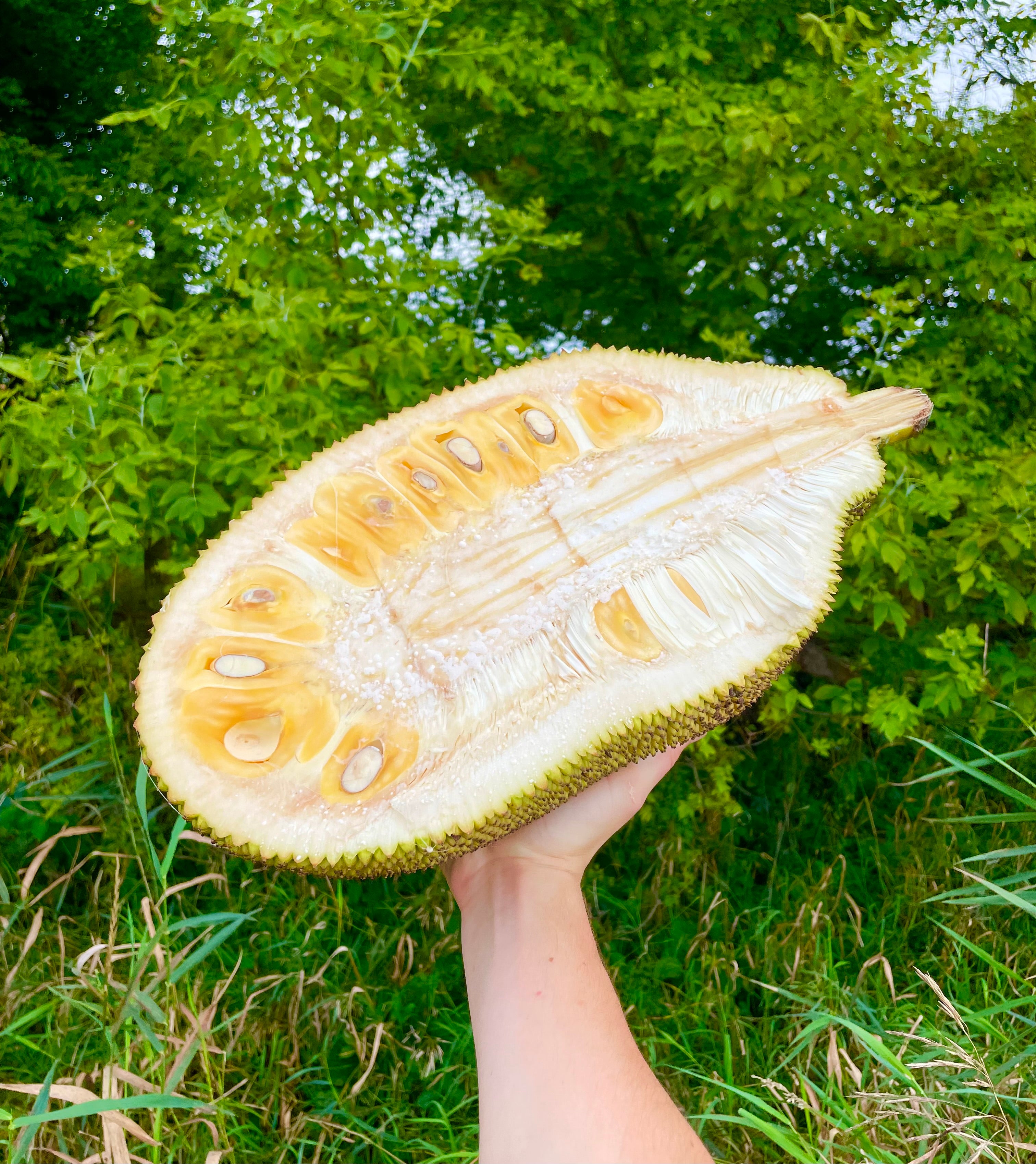 Jackfruit