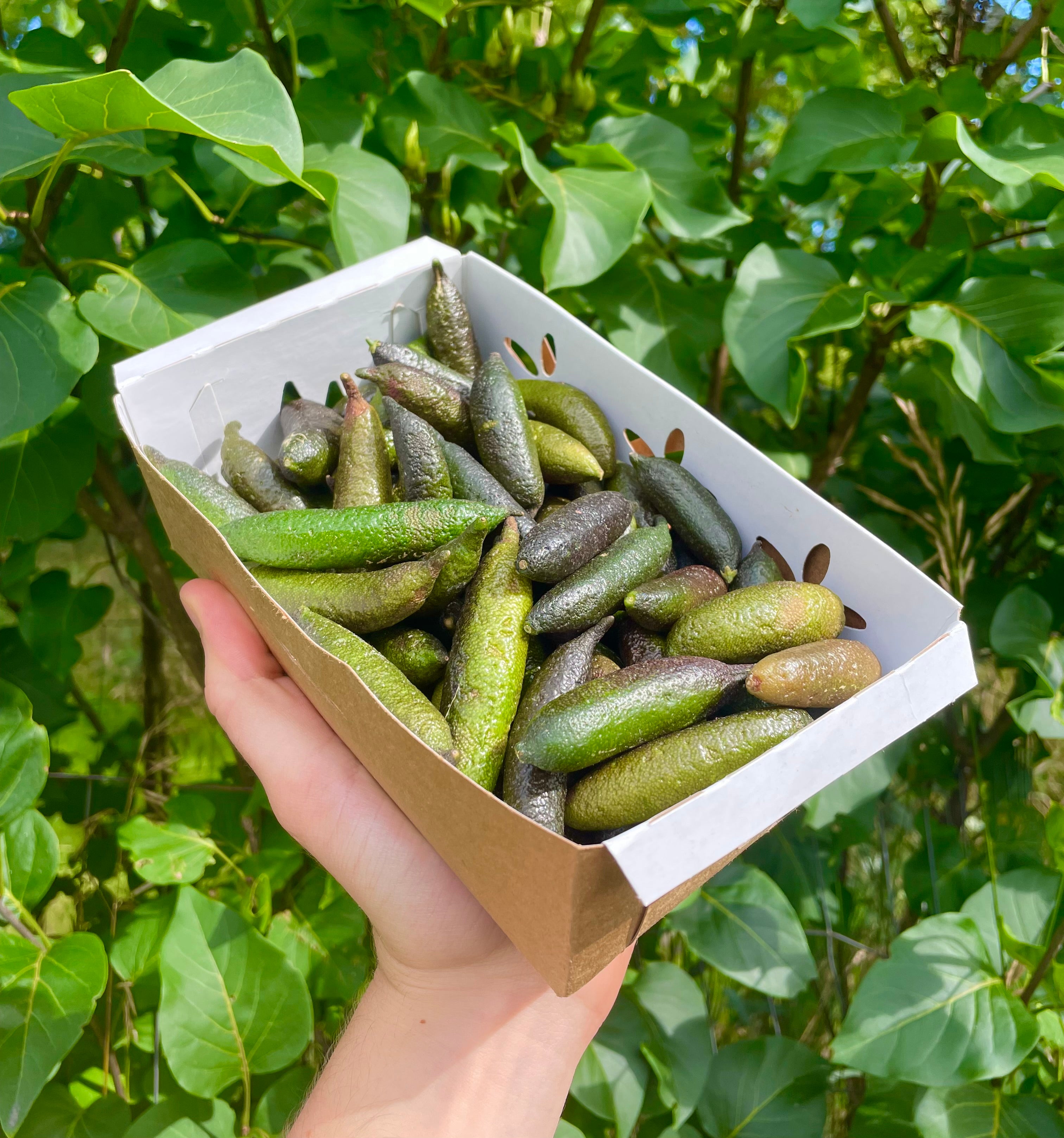 Finger Lime (Caviar Lime)