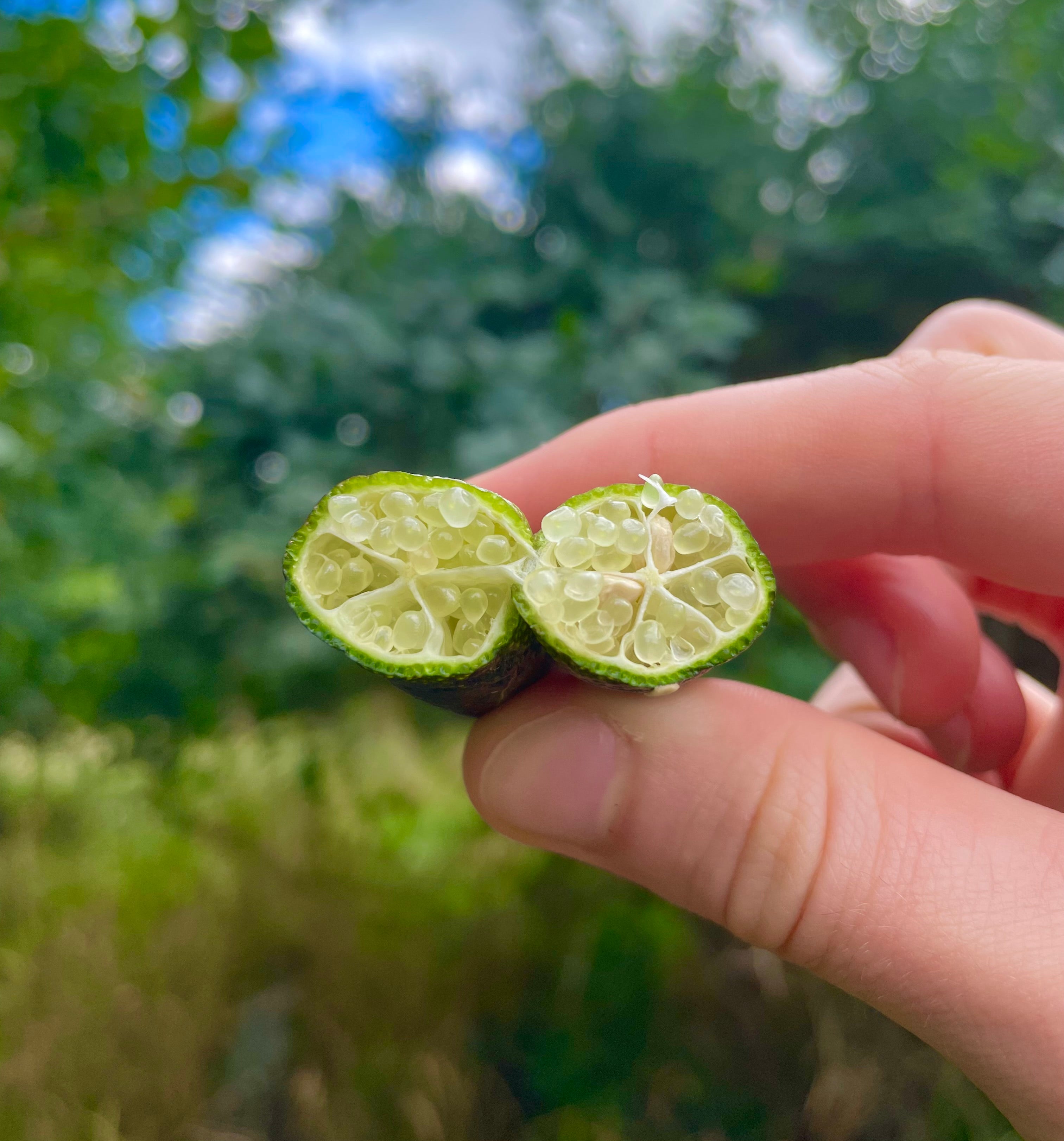 Finger Lime (Caviar Lime)