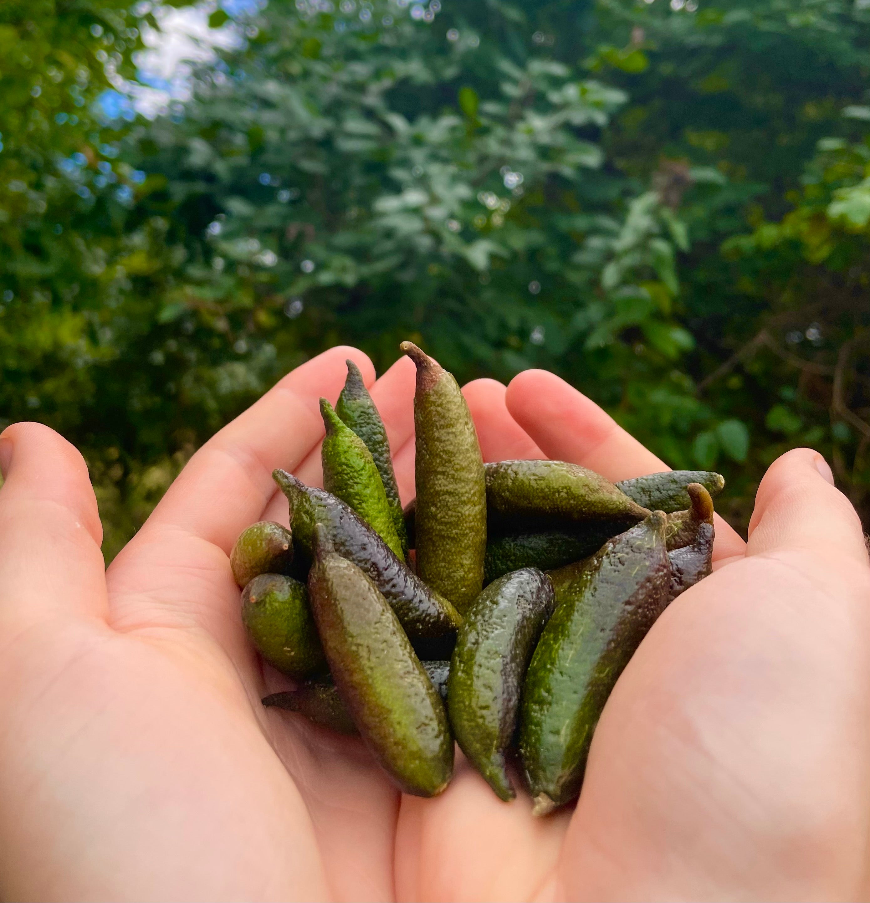 Finger Lime (Caviar Lime)