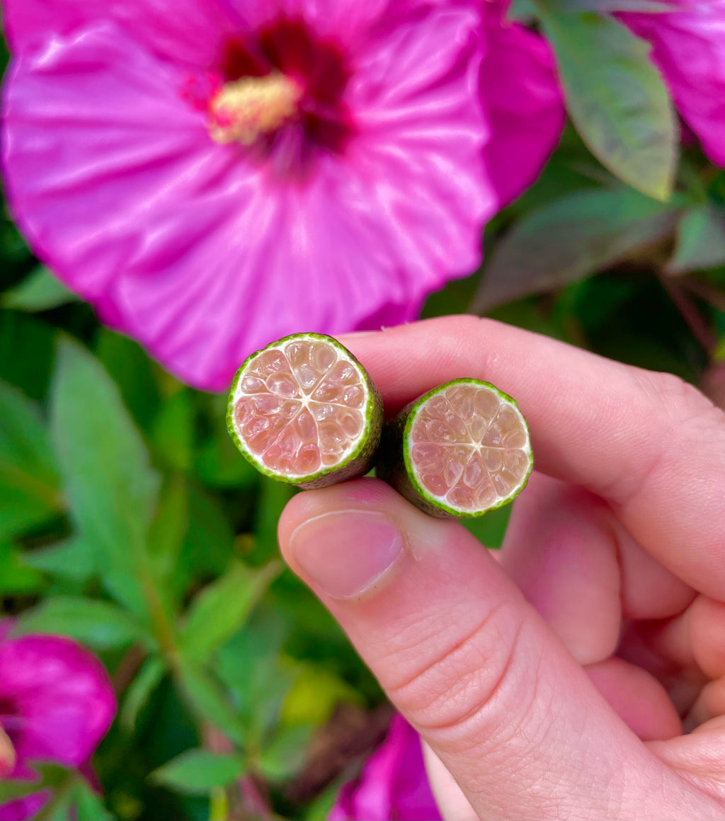 Finger Lime (Caviar Lime)