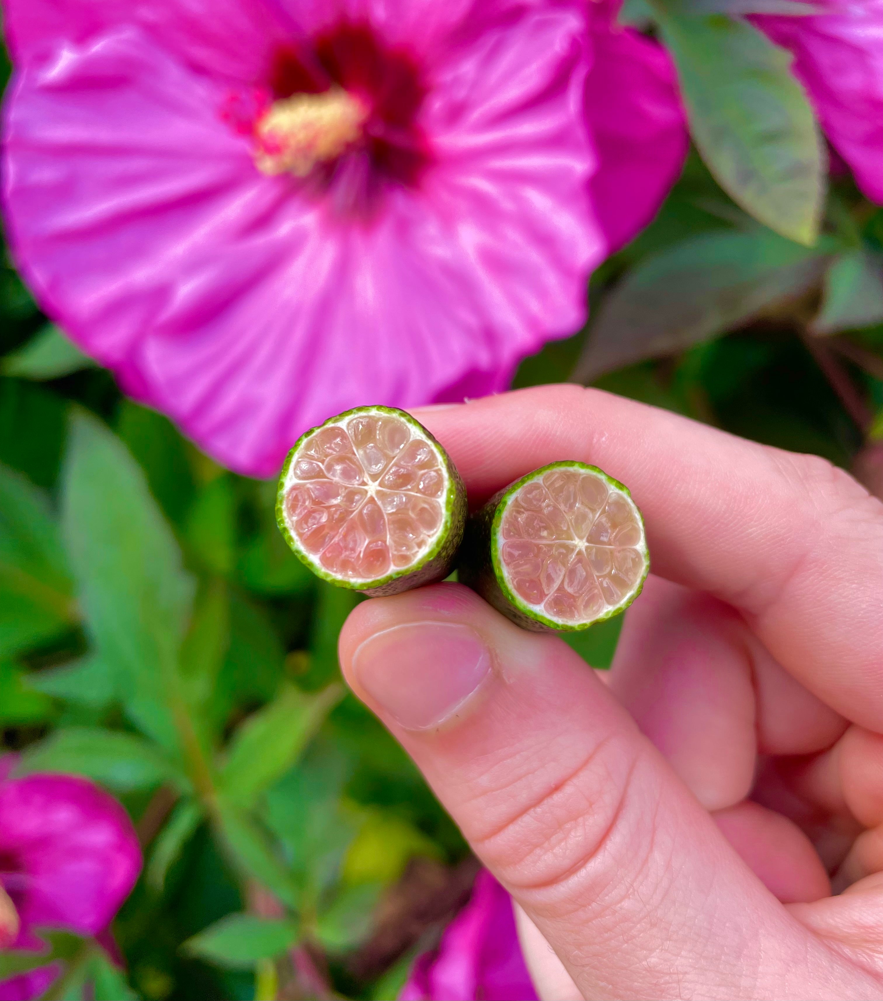 Finger Lime (Caviar Lime)
