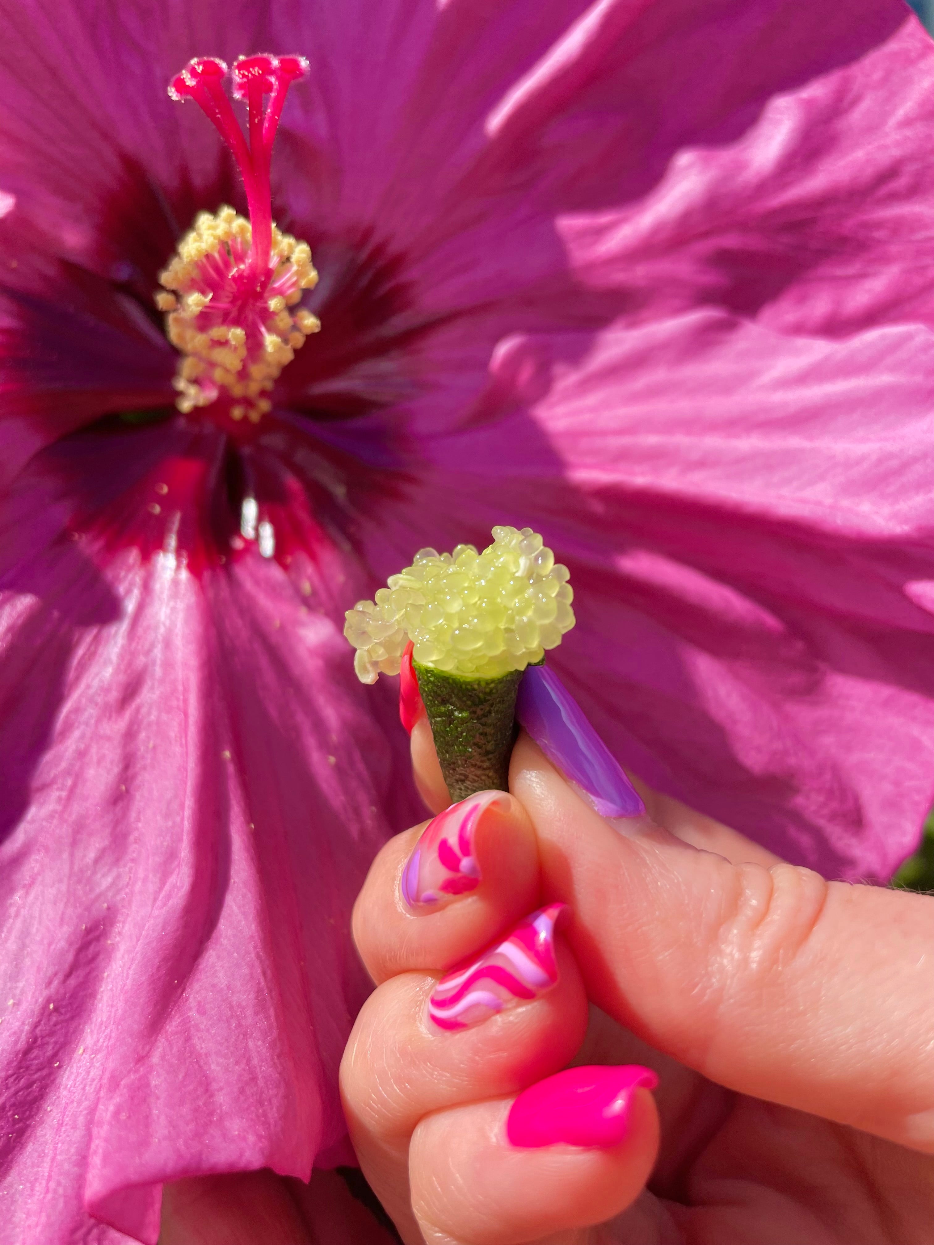 Finger Lime (Caviar Lime)
