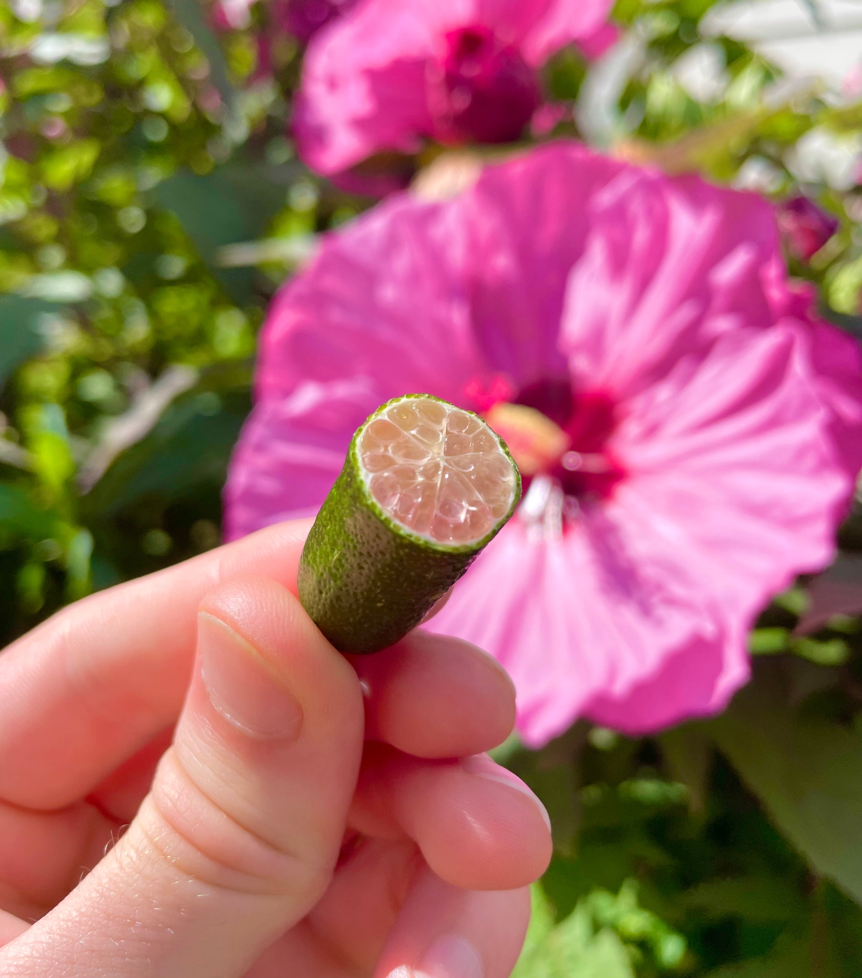 Finger Lime (Caviar Lime)