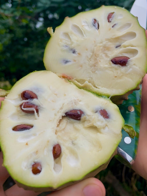 Cherimoya