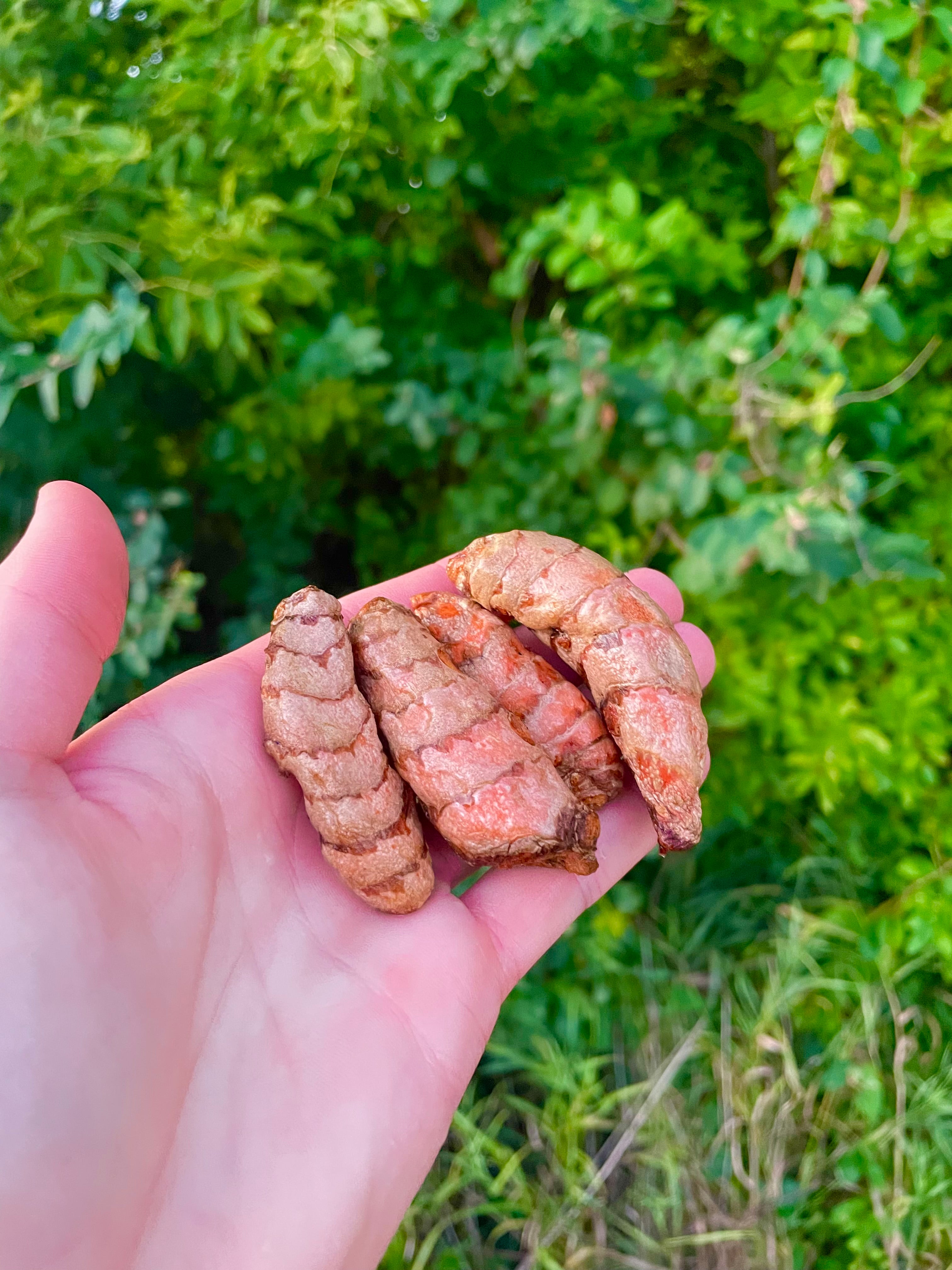 Fresh Whole Turmeric