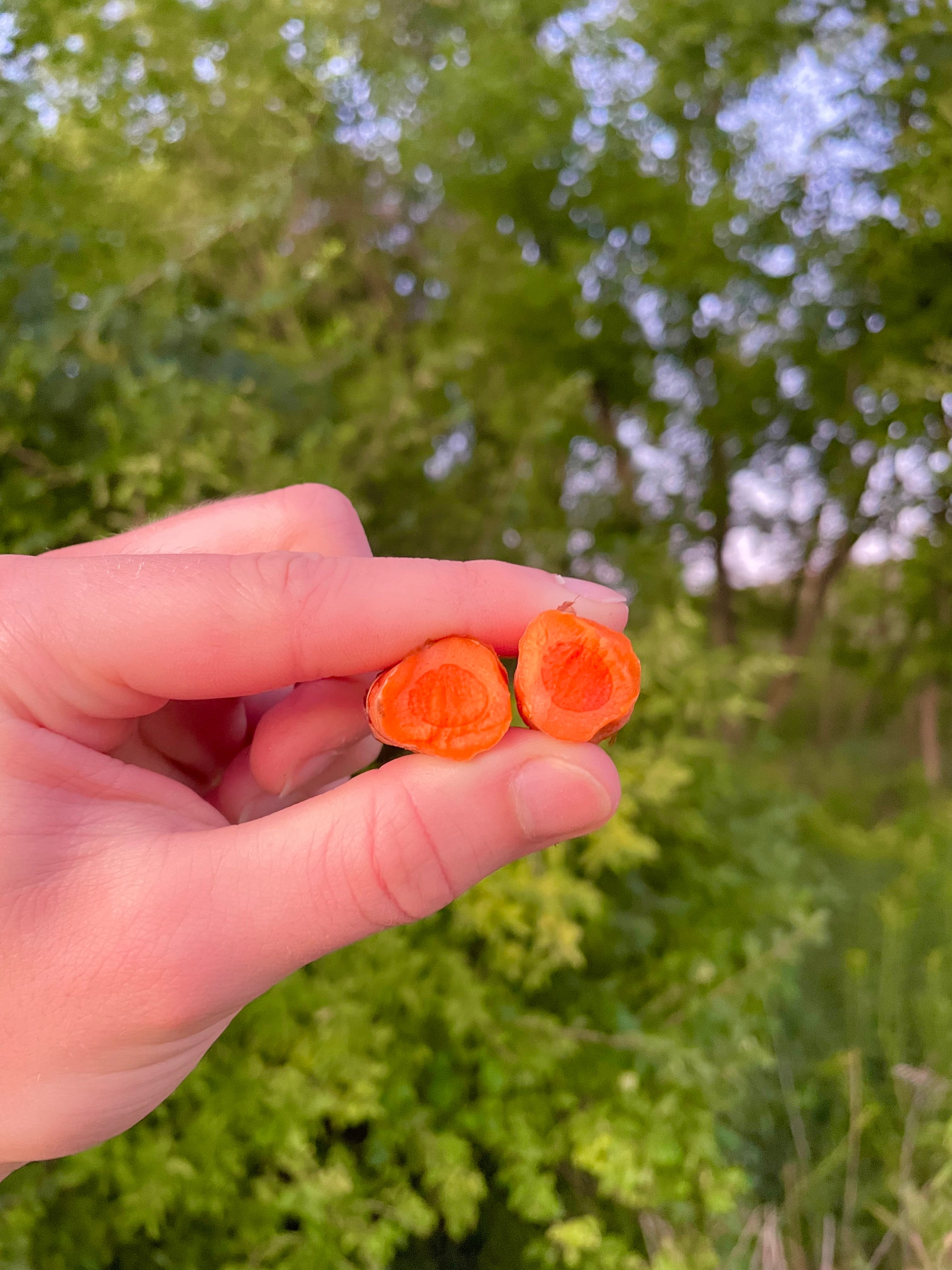 Fresh Whole Turmeric