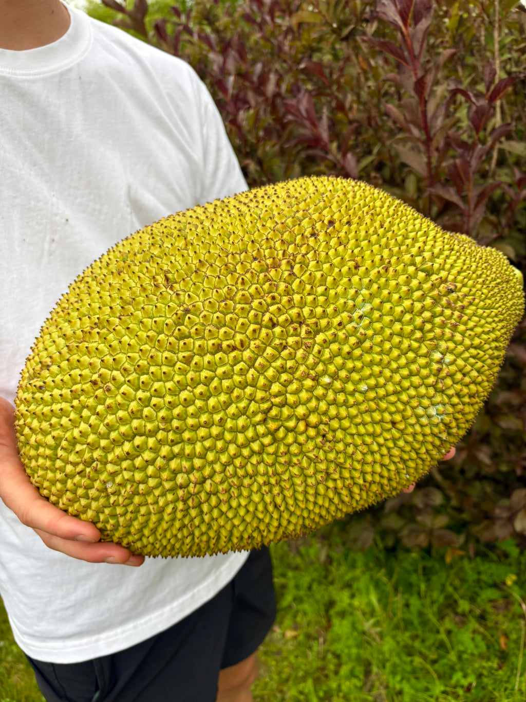 Jackfruit