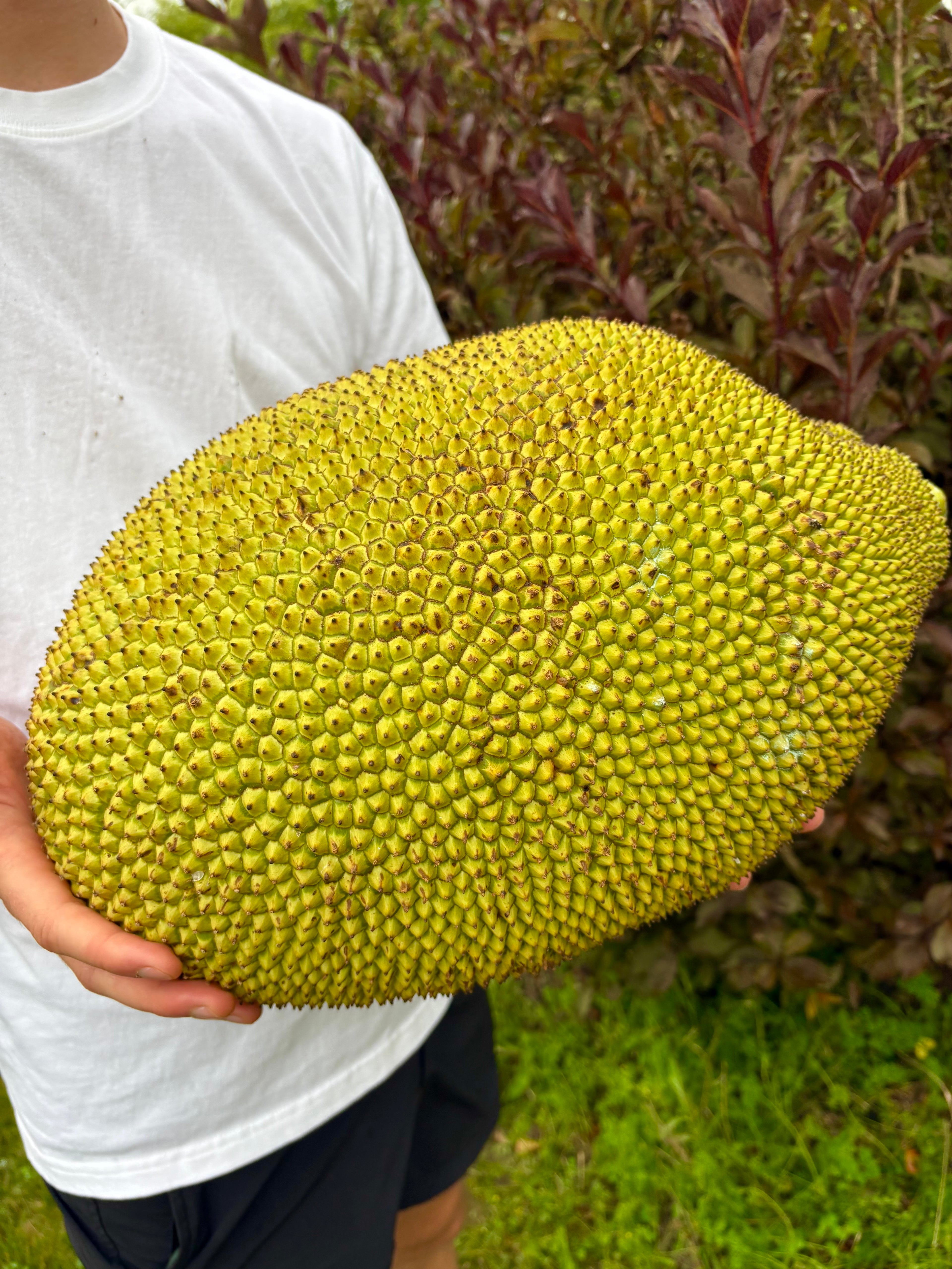 Jackfruit