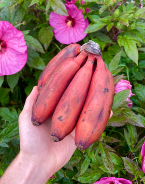 Red Bananas (Pre-Order)