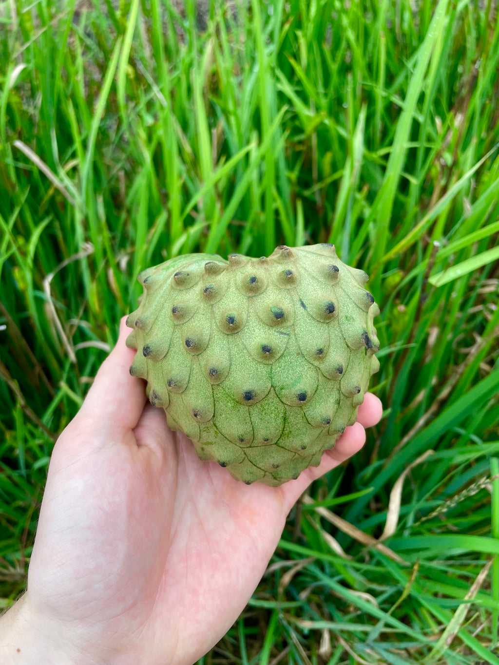 Cherimoya