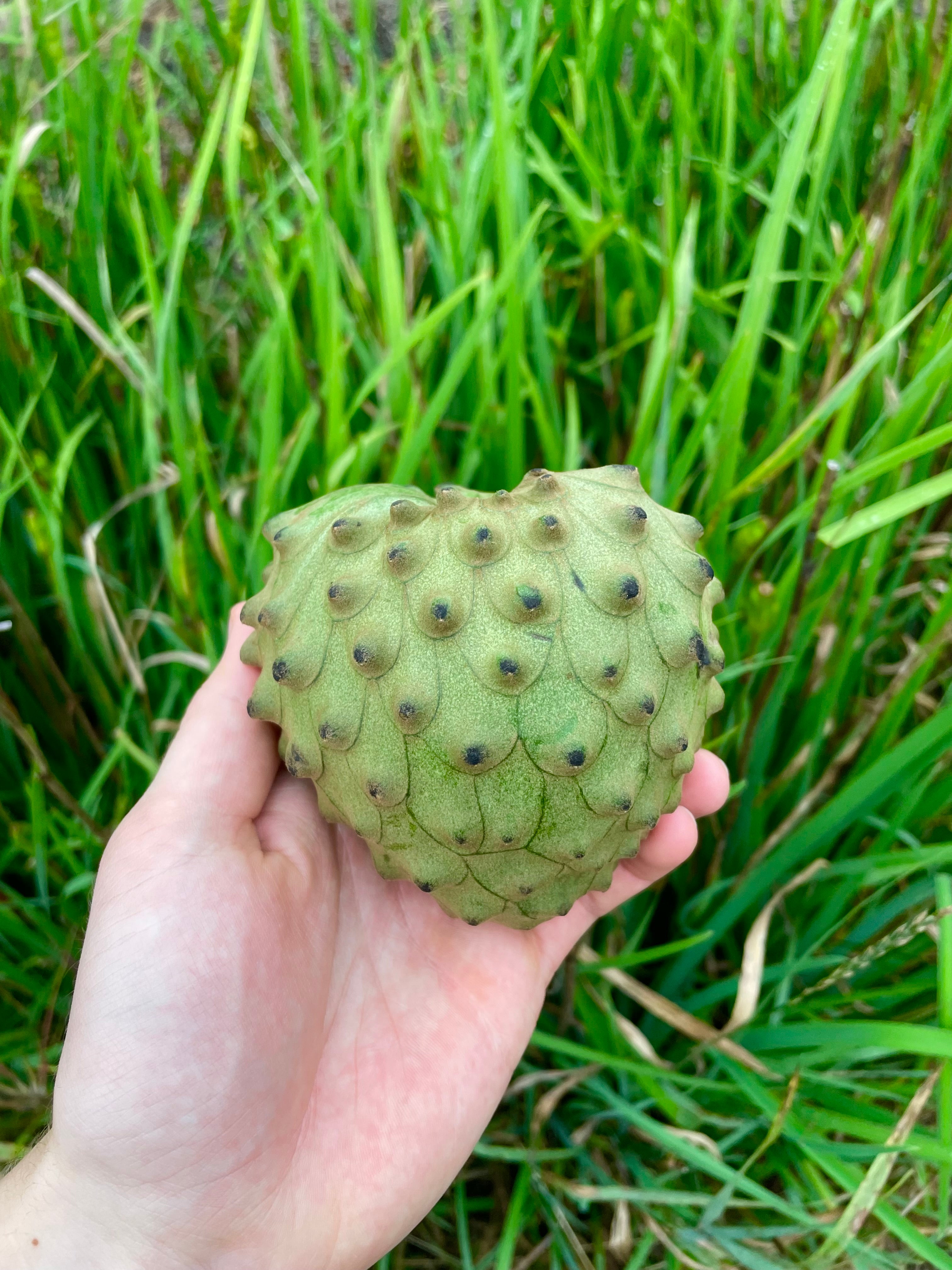 Cherimoya