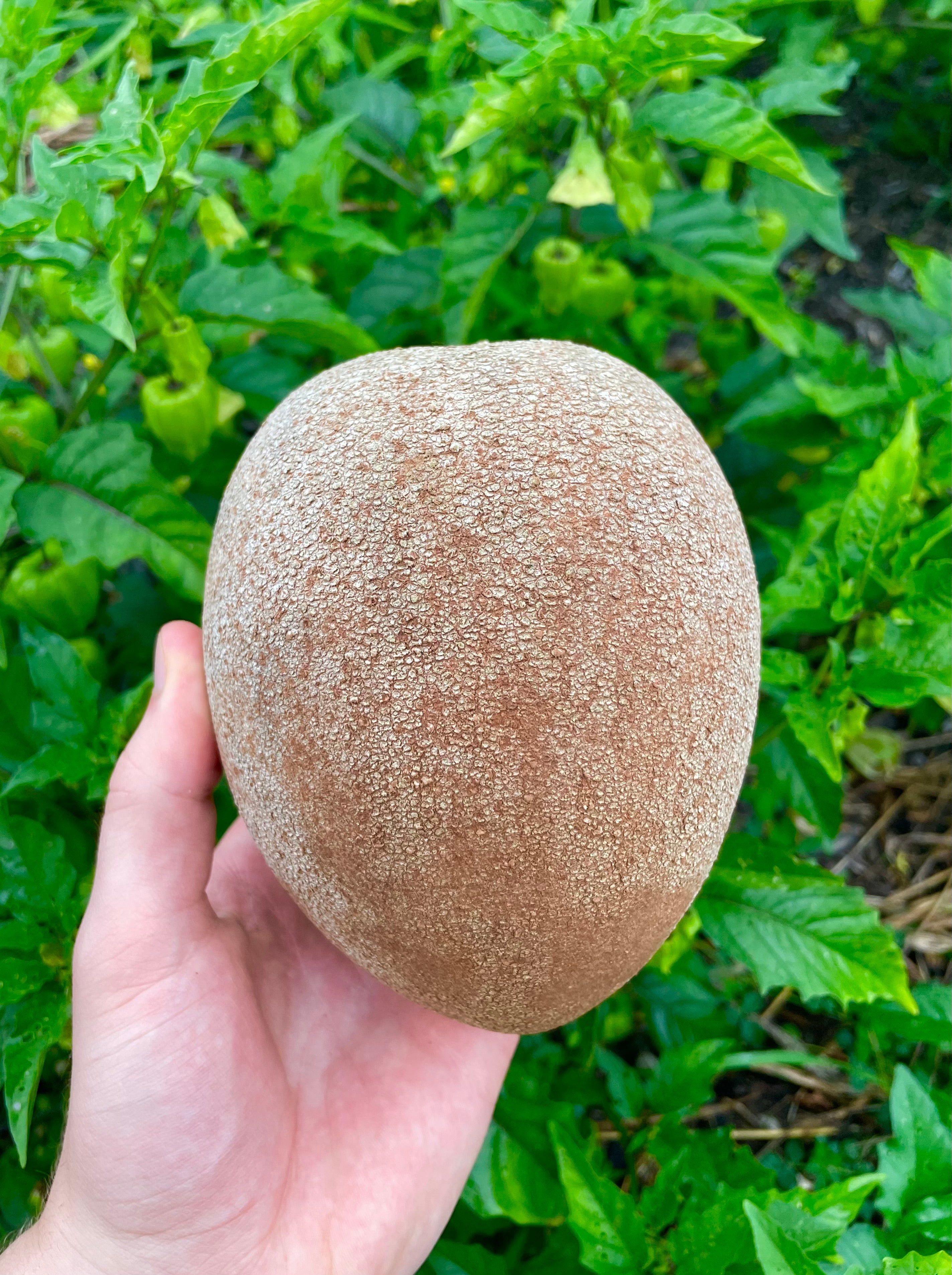 Mamey