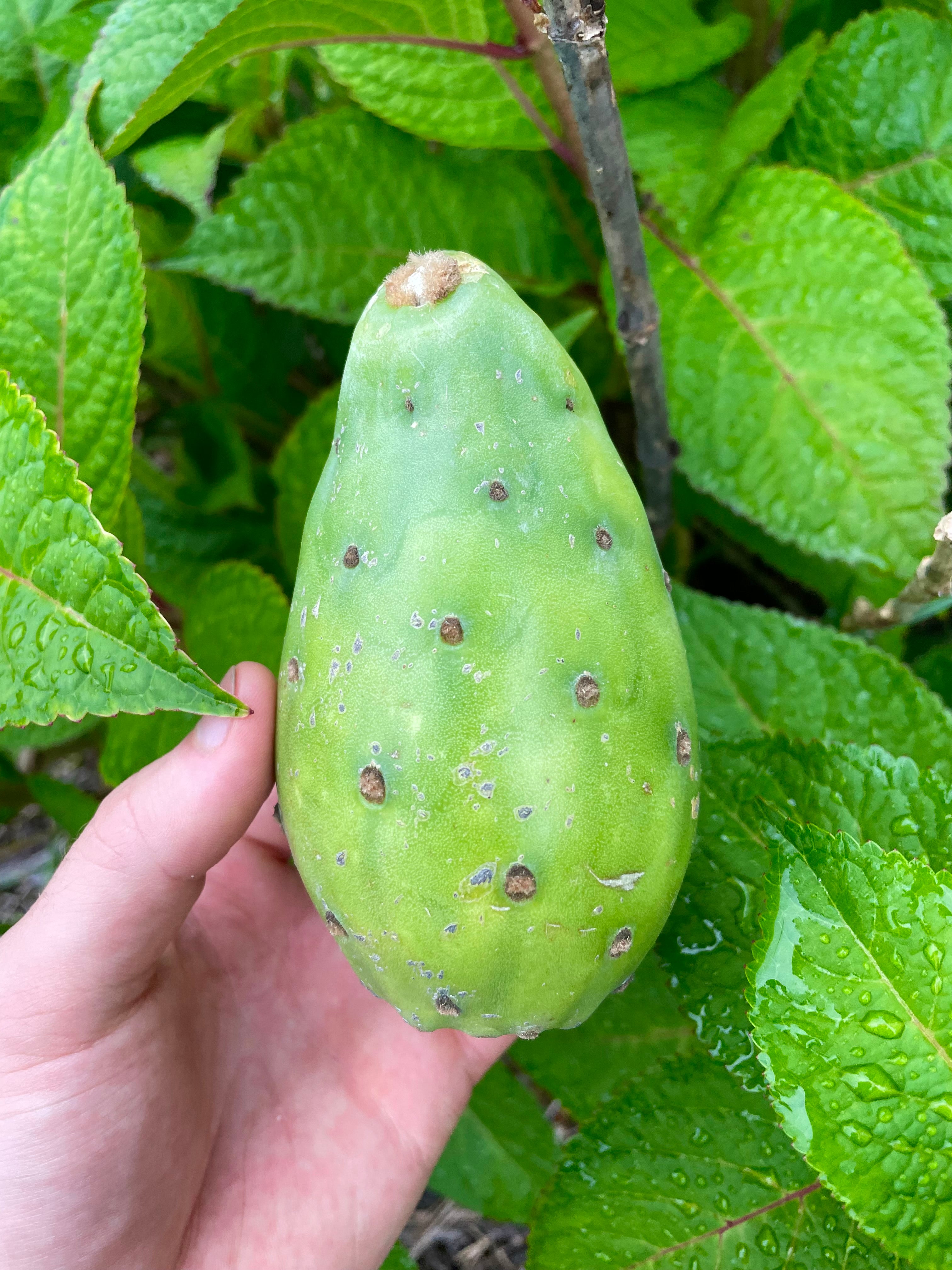 Green Cactus Fruit (Prickly Pear)