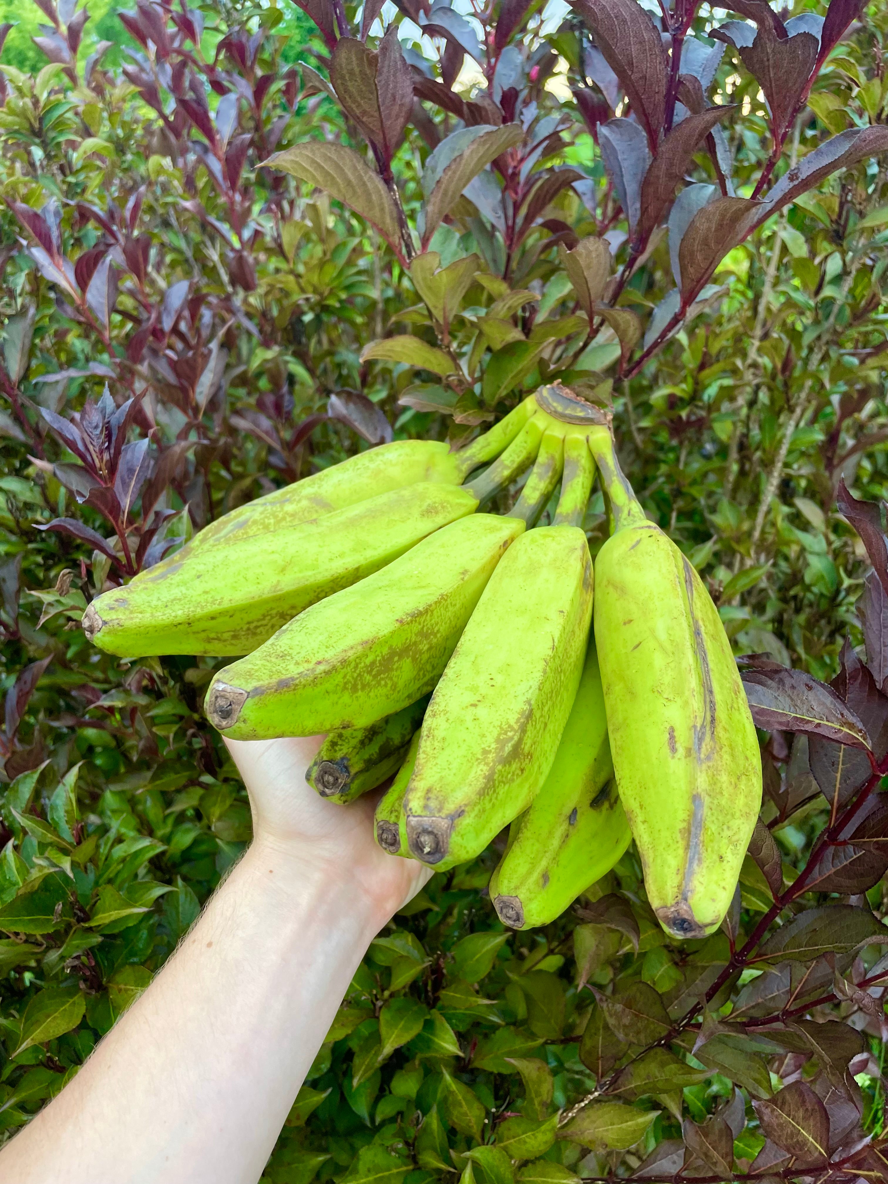 Burro Banana