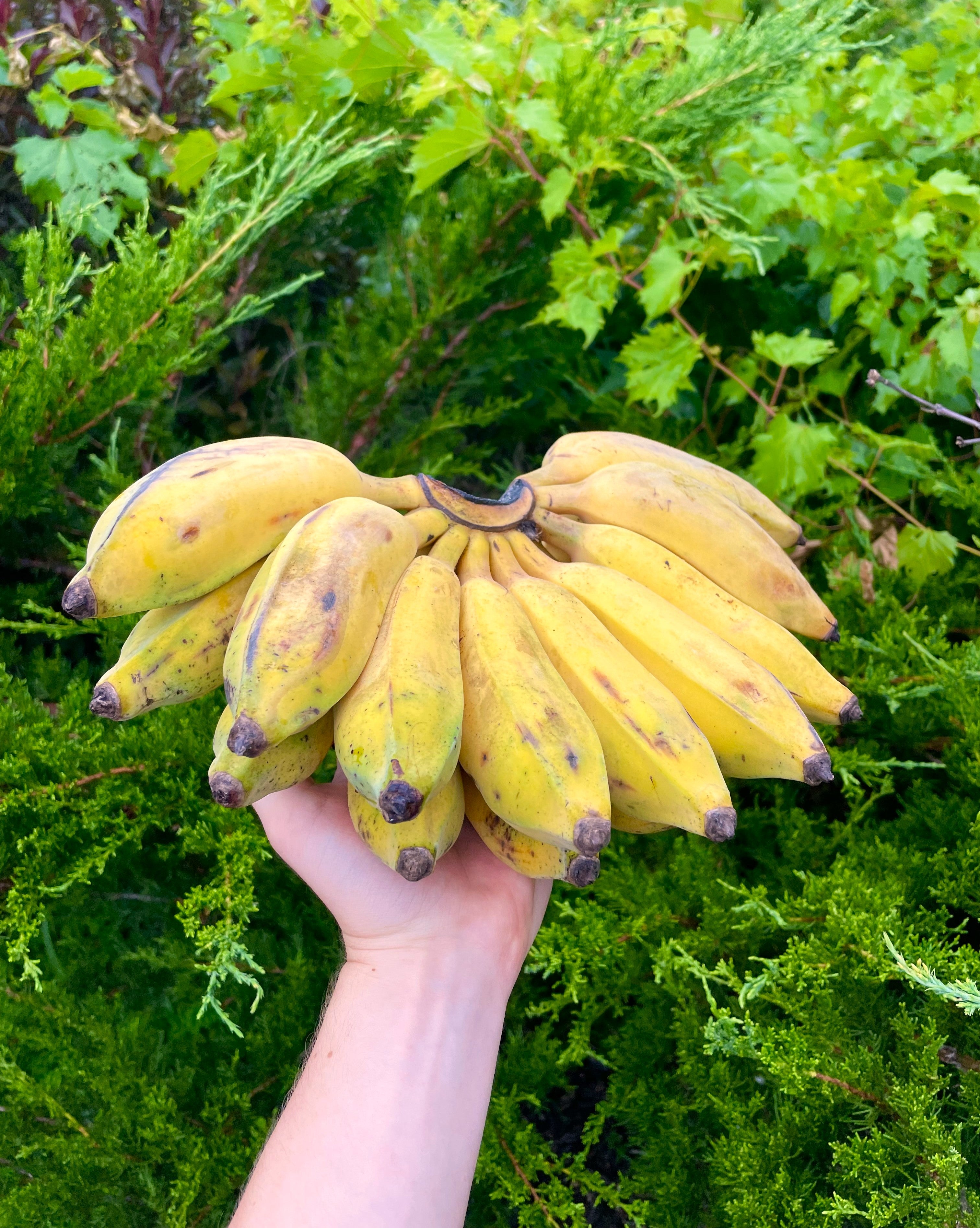 Thai Bananas (Nam Wah)