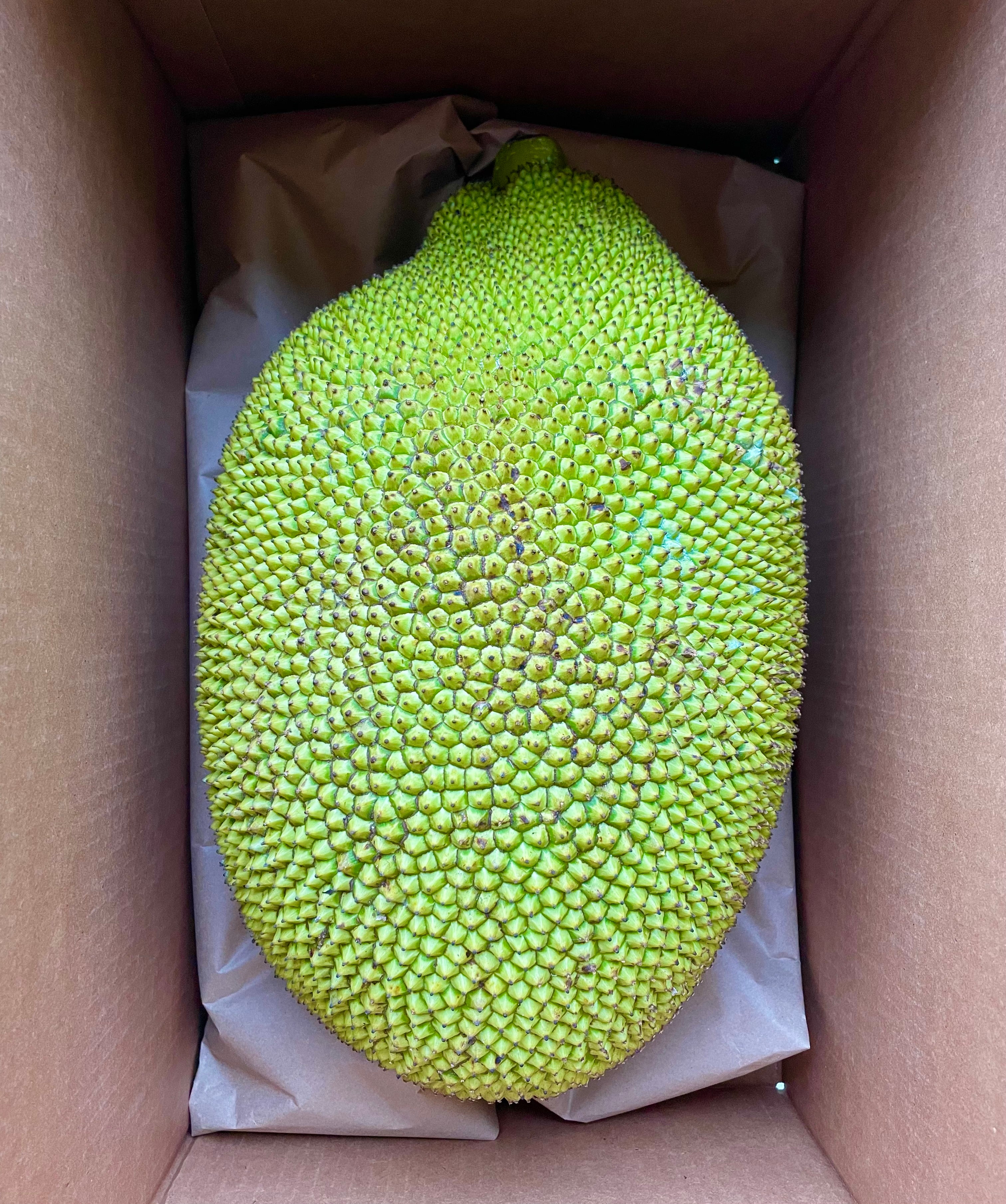 Jackfruit