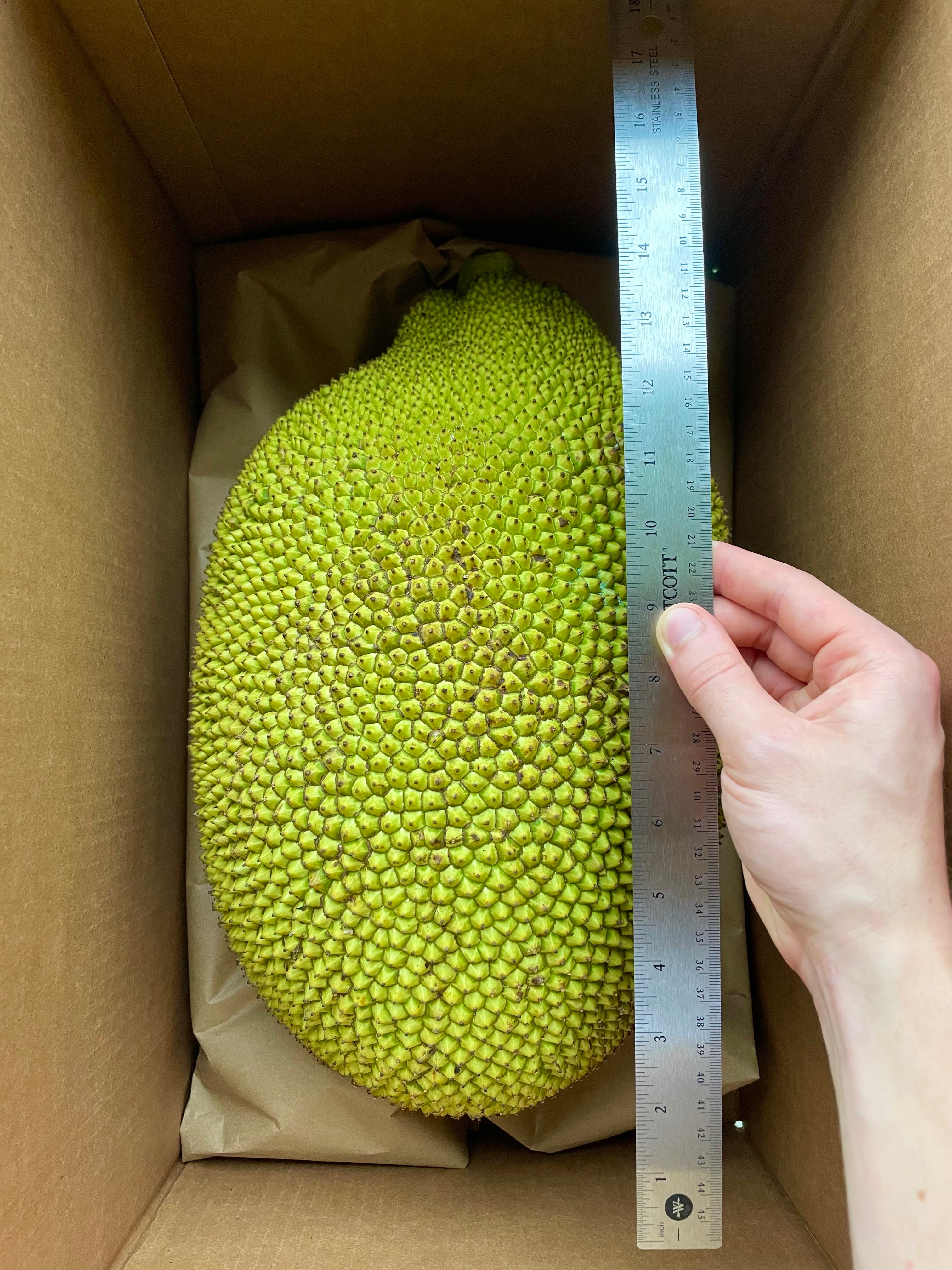 Jackfruit