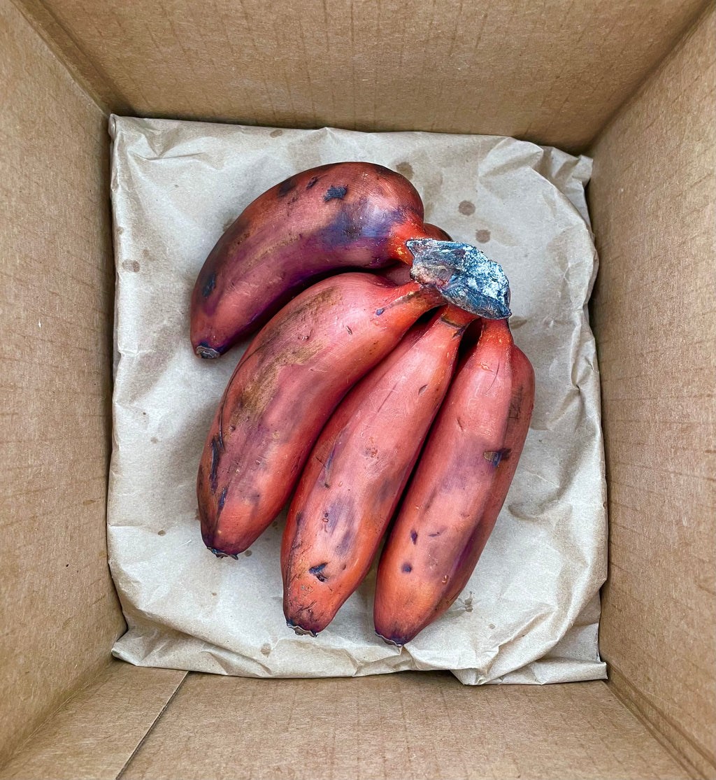 Red Bananas (Pre-Order)