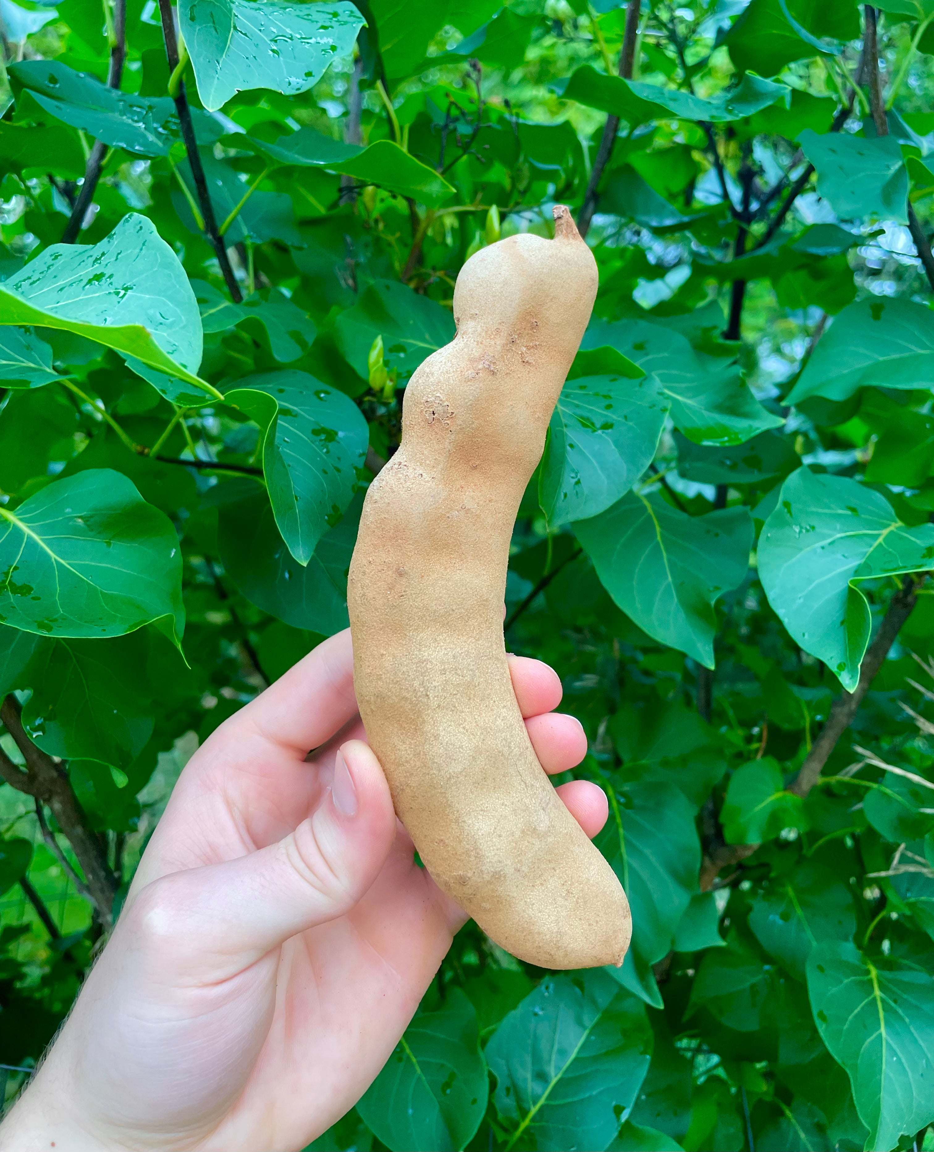 Sour Tamarind