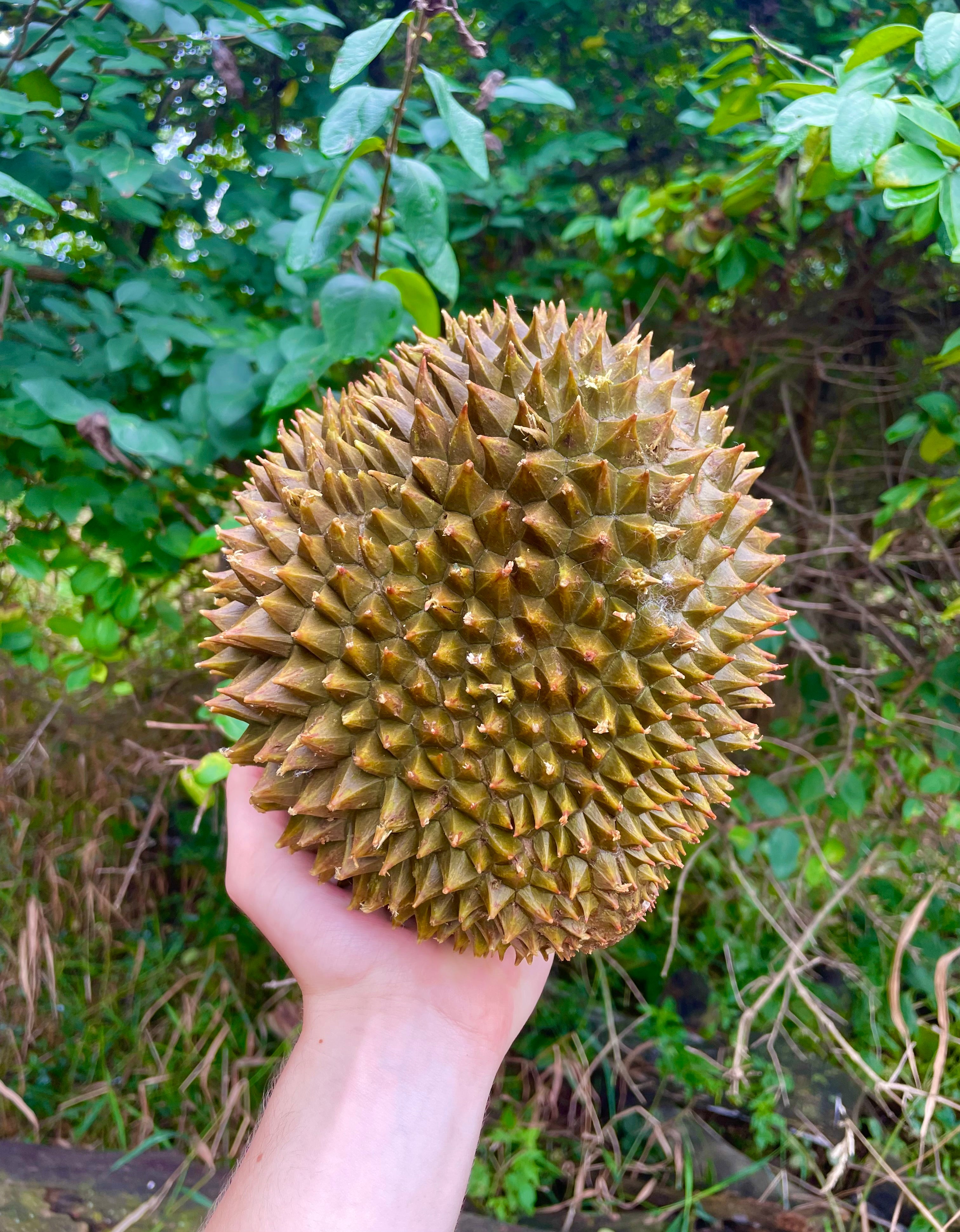 Durian RI6