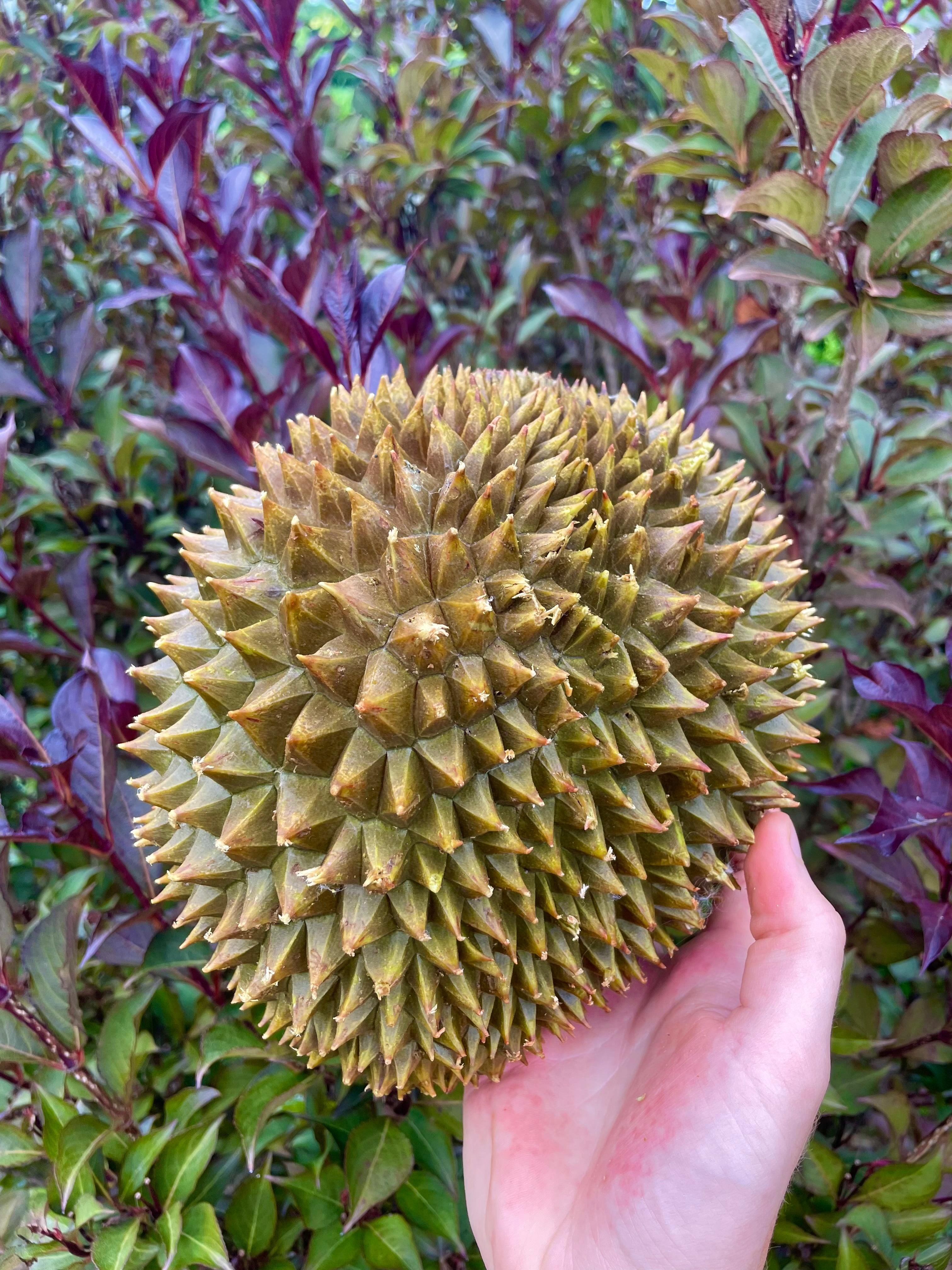 Durian RI6