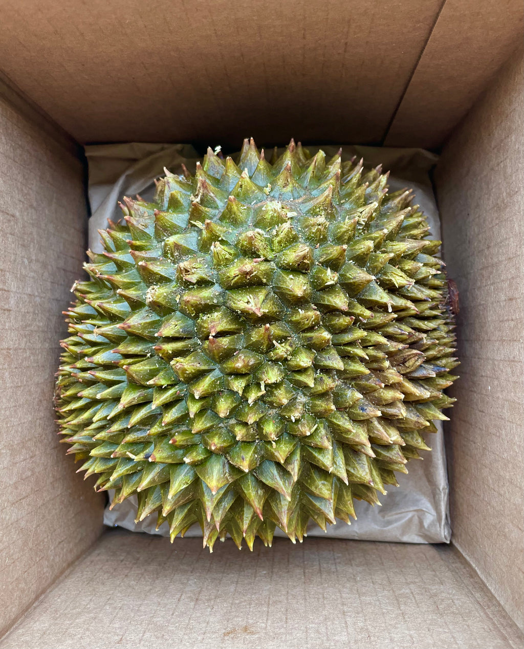 Durian RI6
