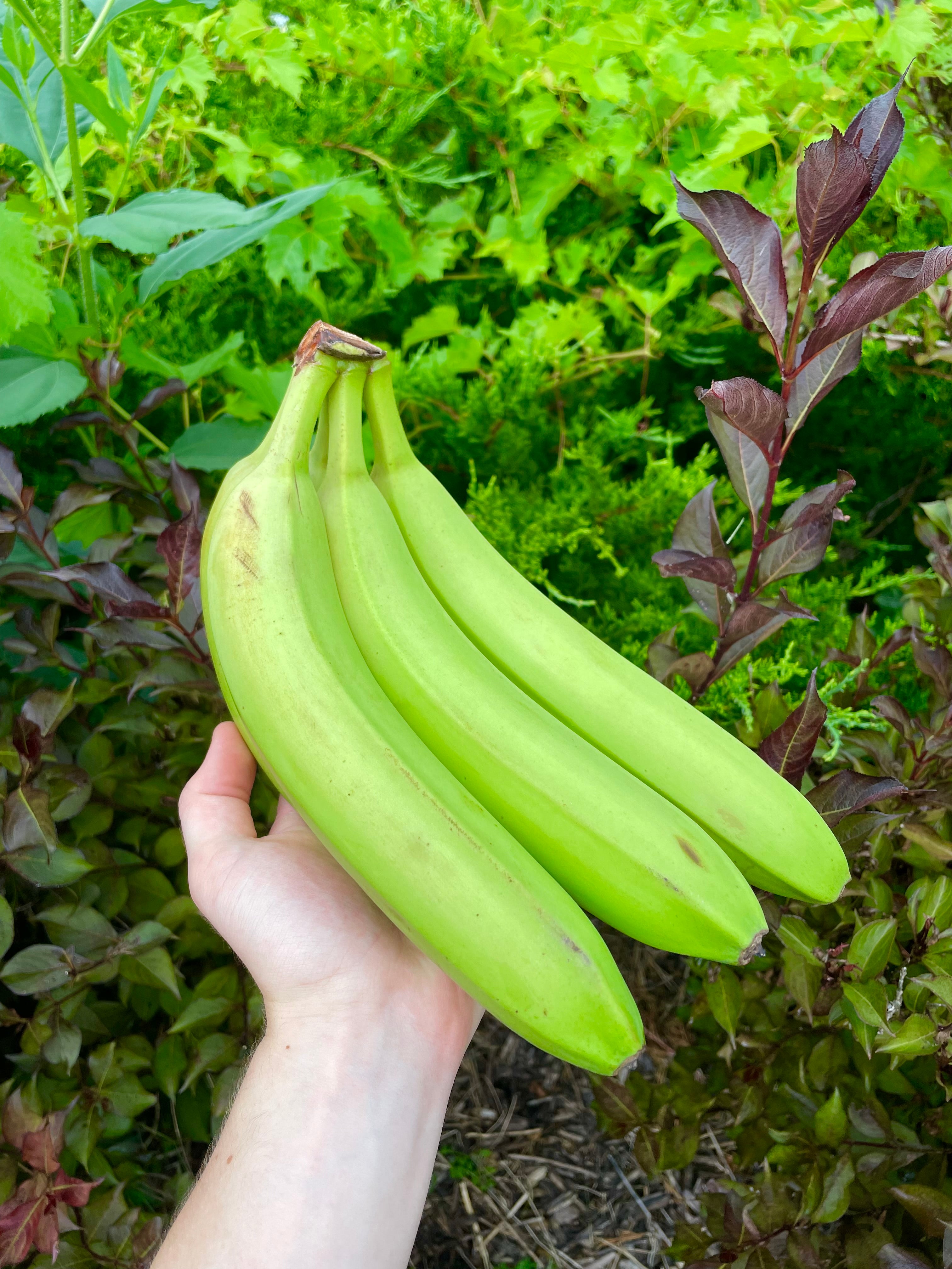 Guineo Banana