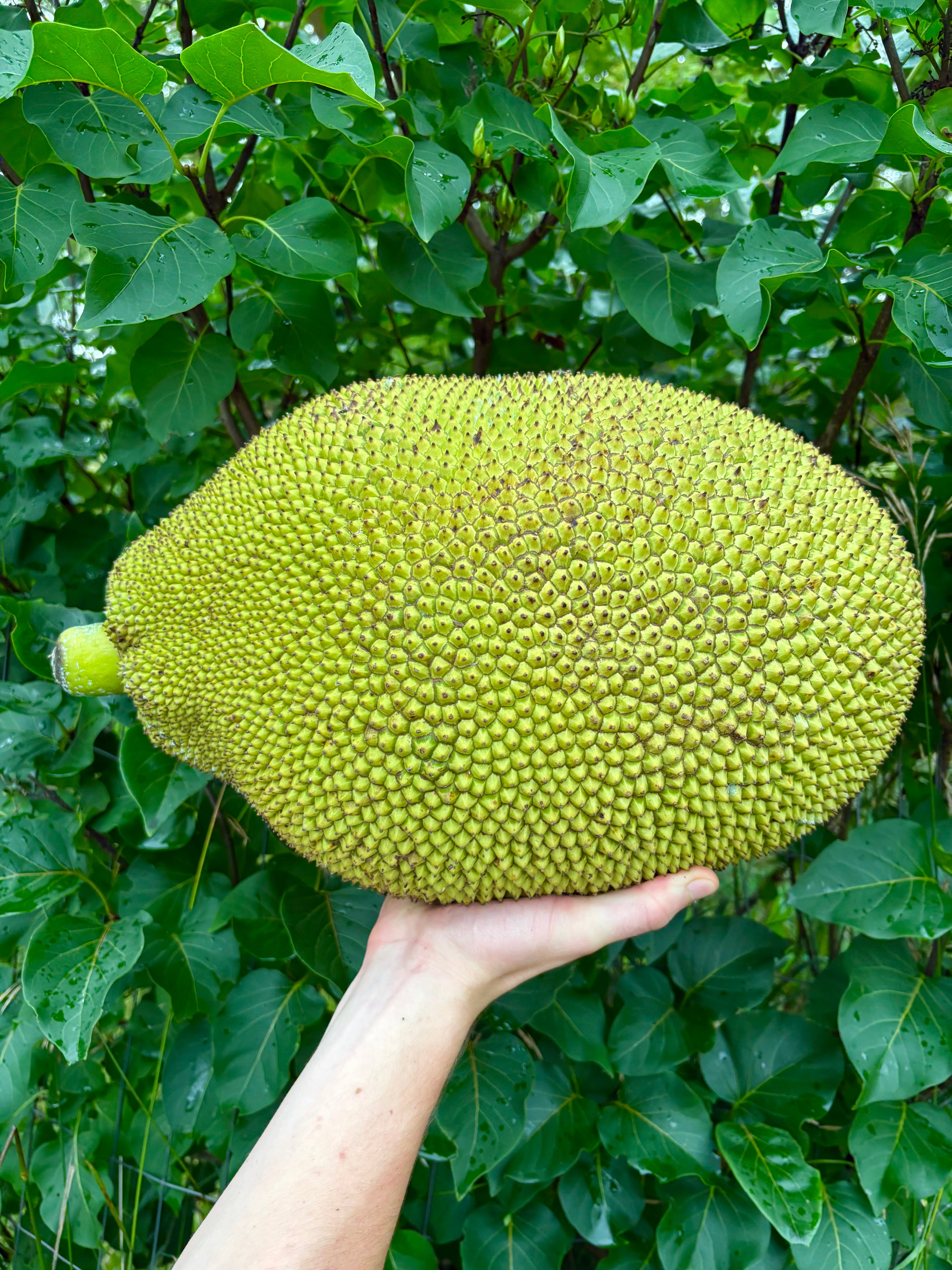 Jackfruit