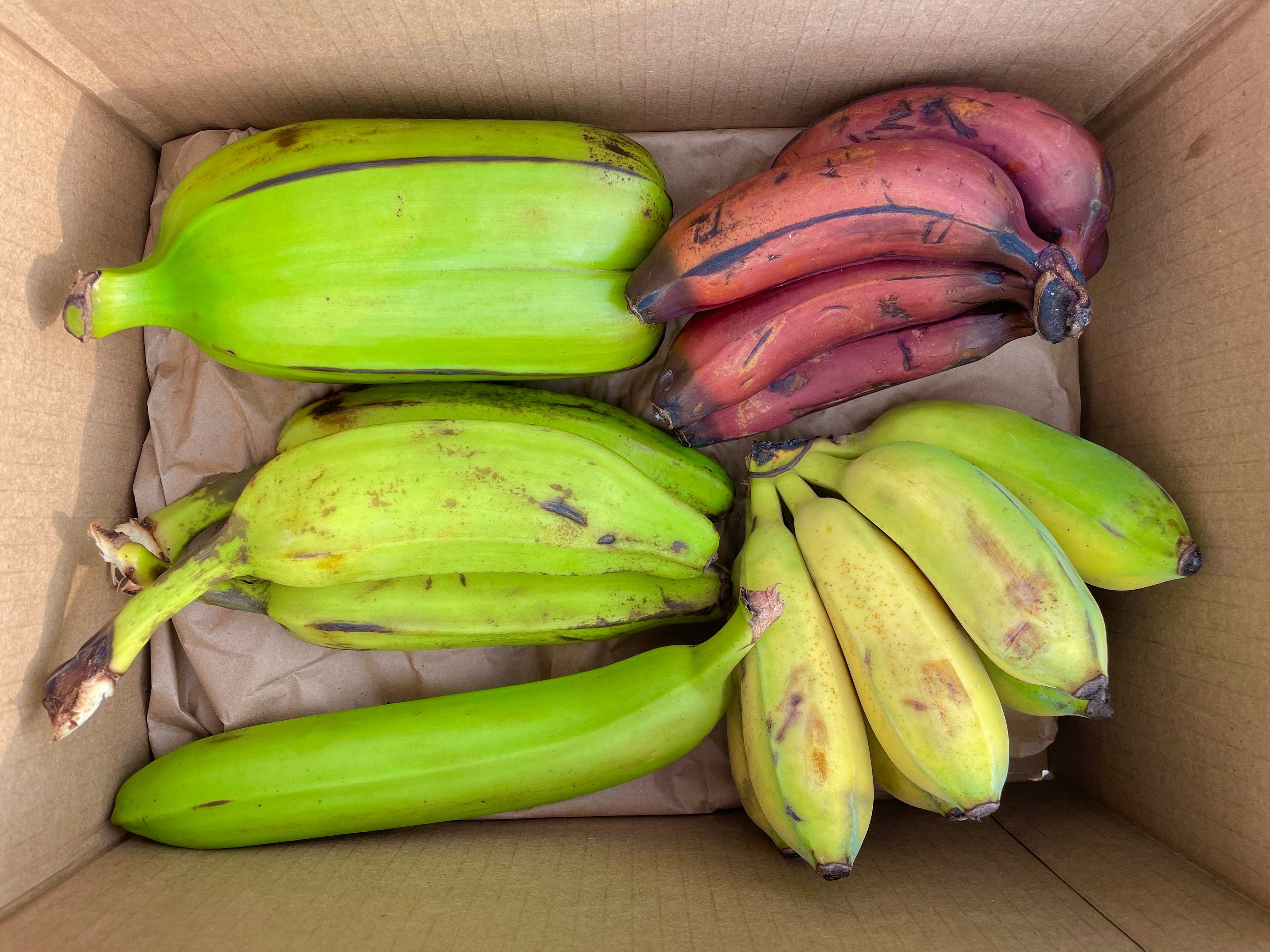 Variety Banana Box