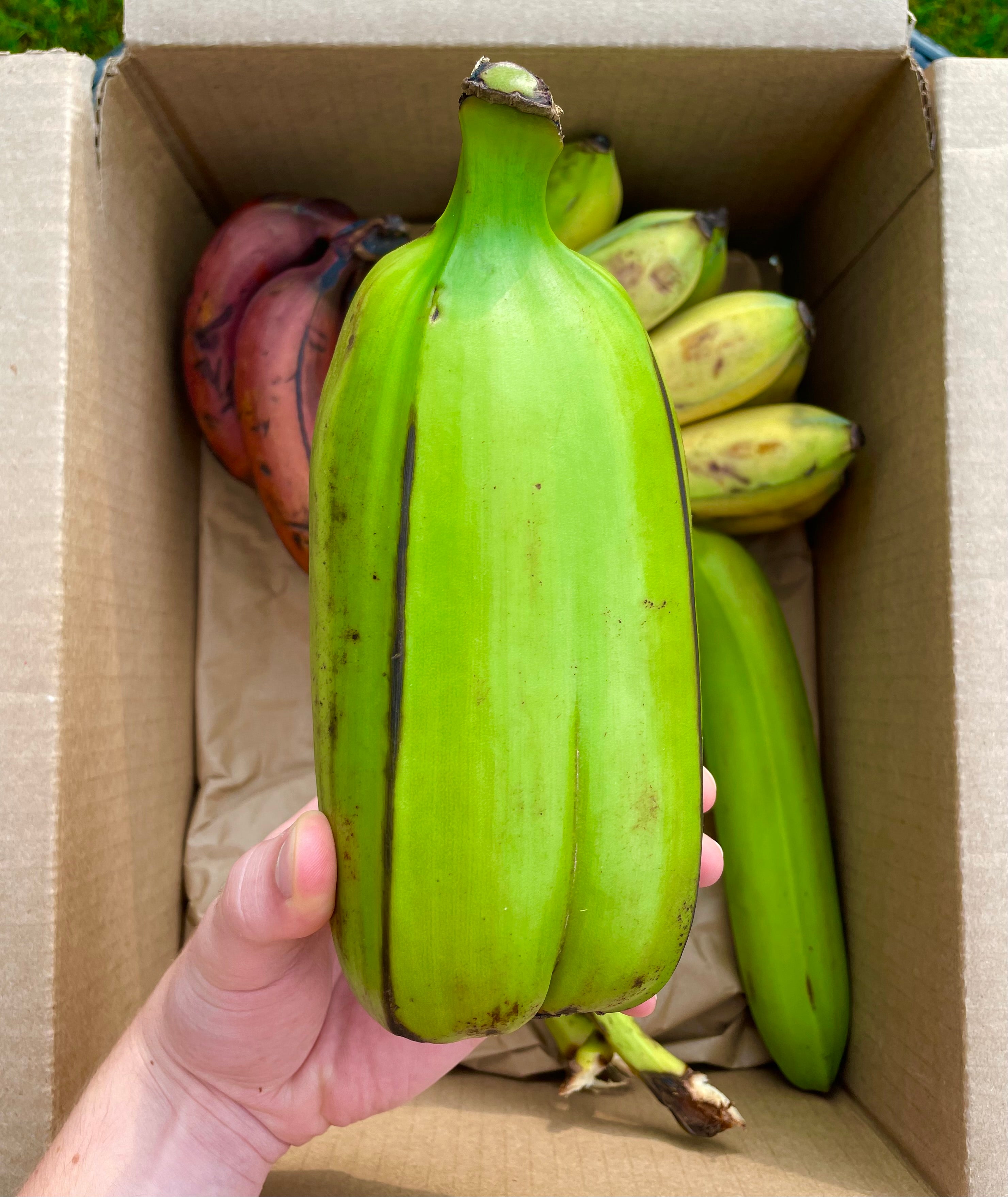 Variety Banana Box