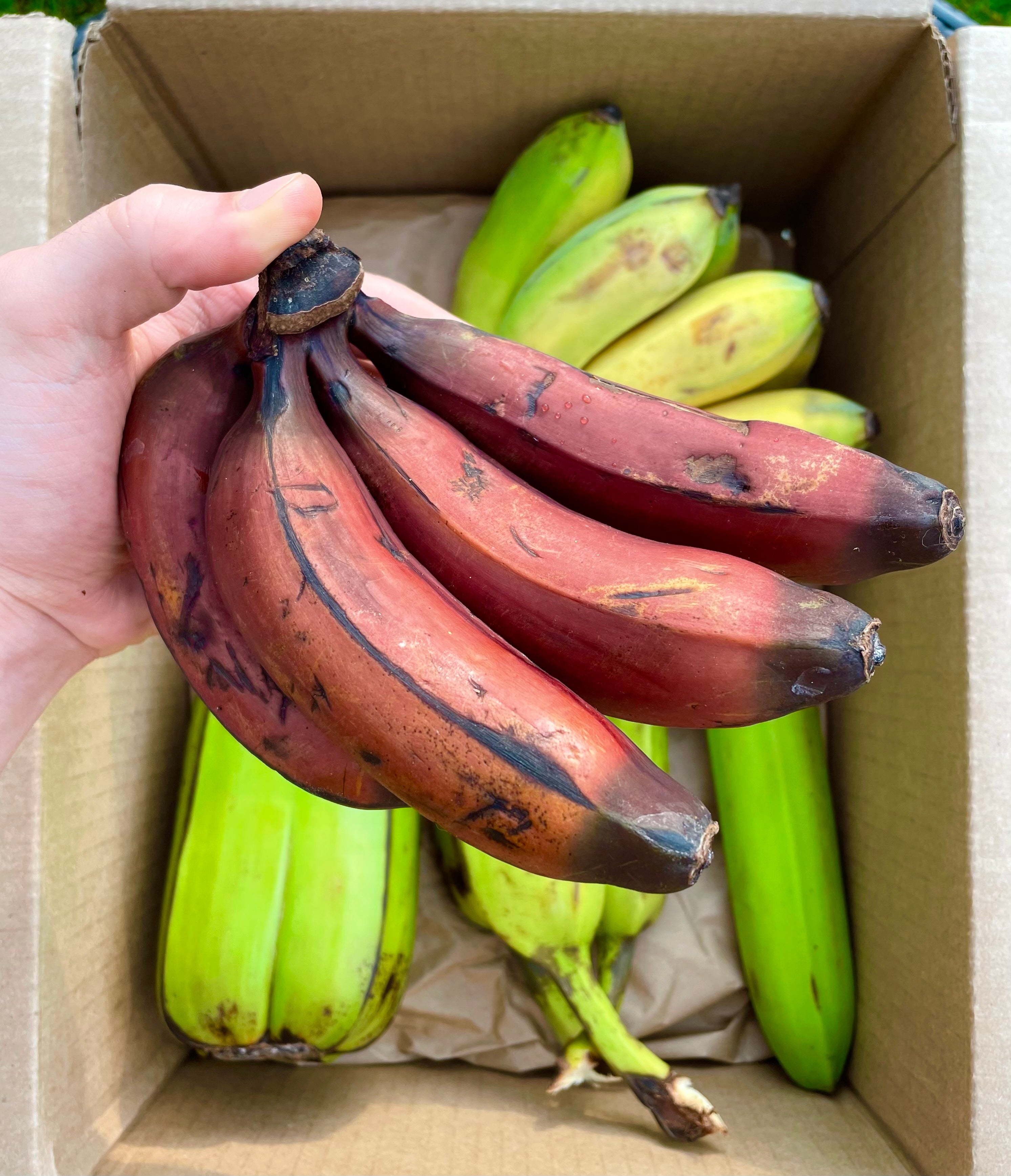 Variety Banana Box
