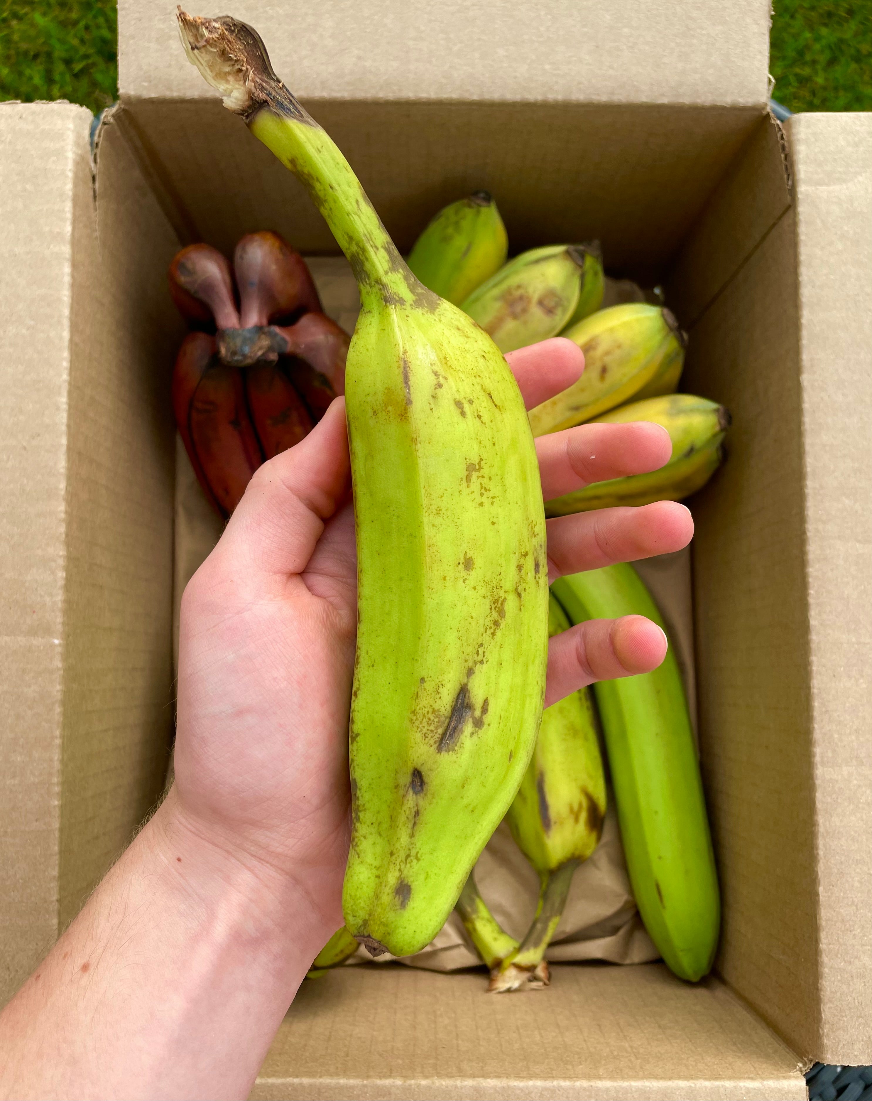Variety Banana Box