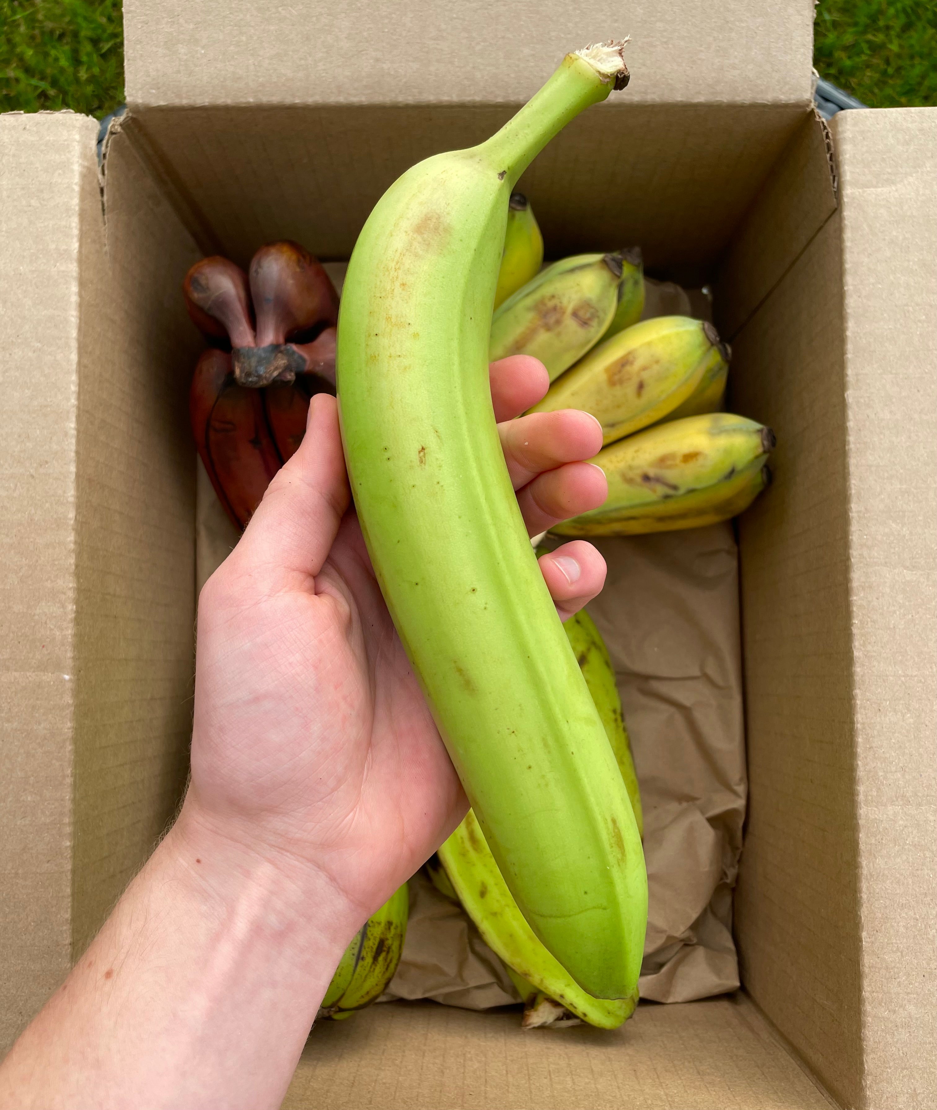 Variety Banana Box