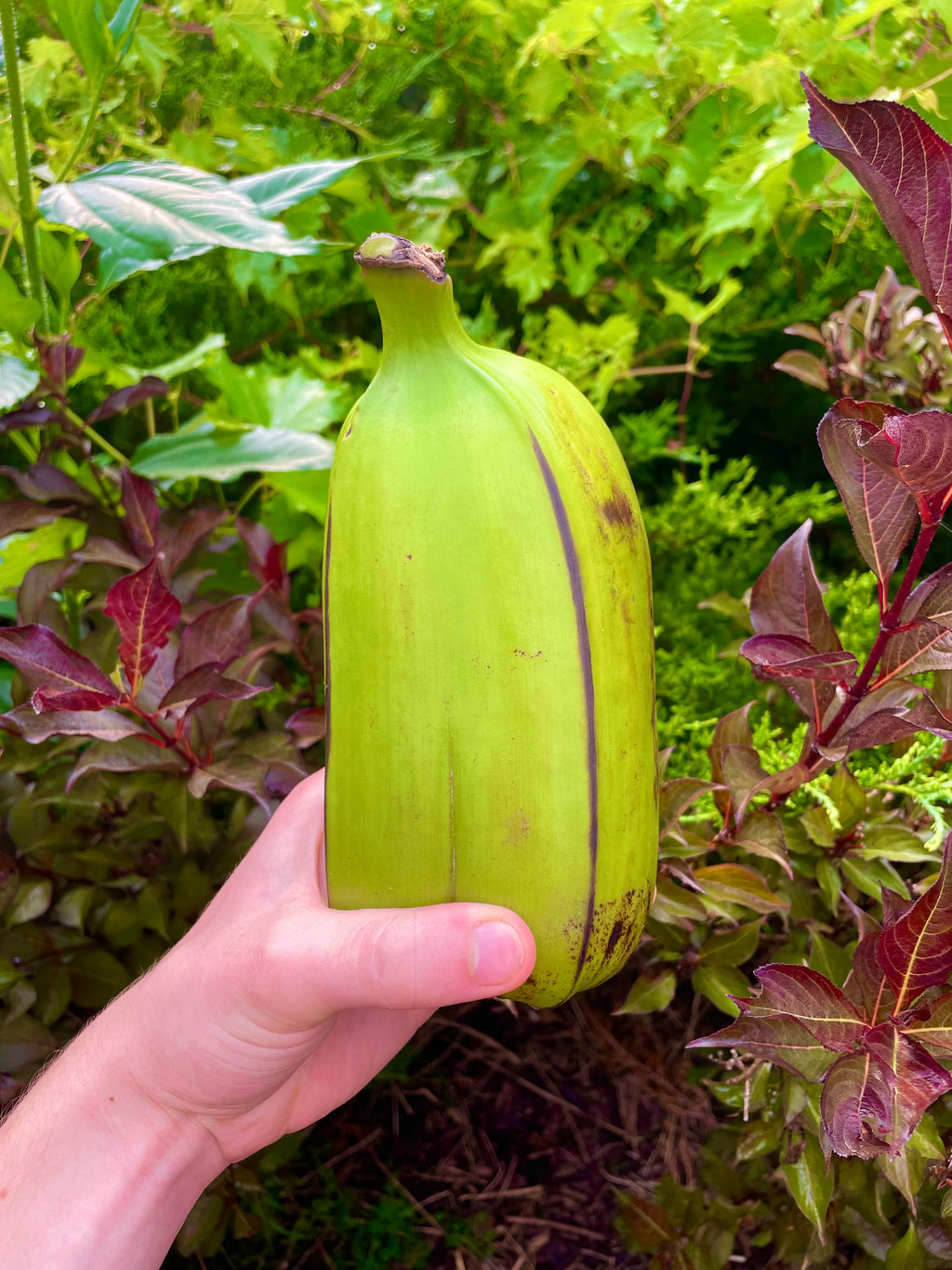 Hua Moa Banana