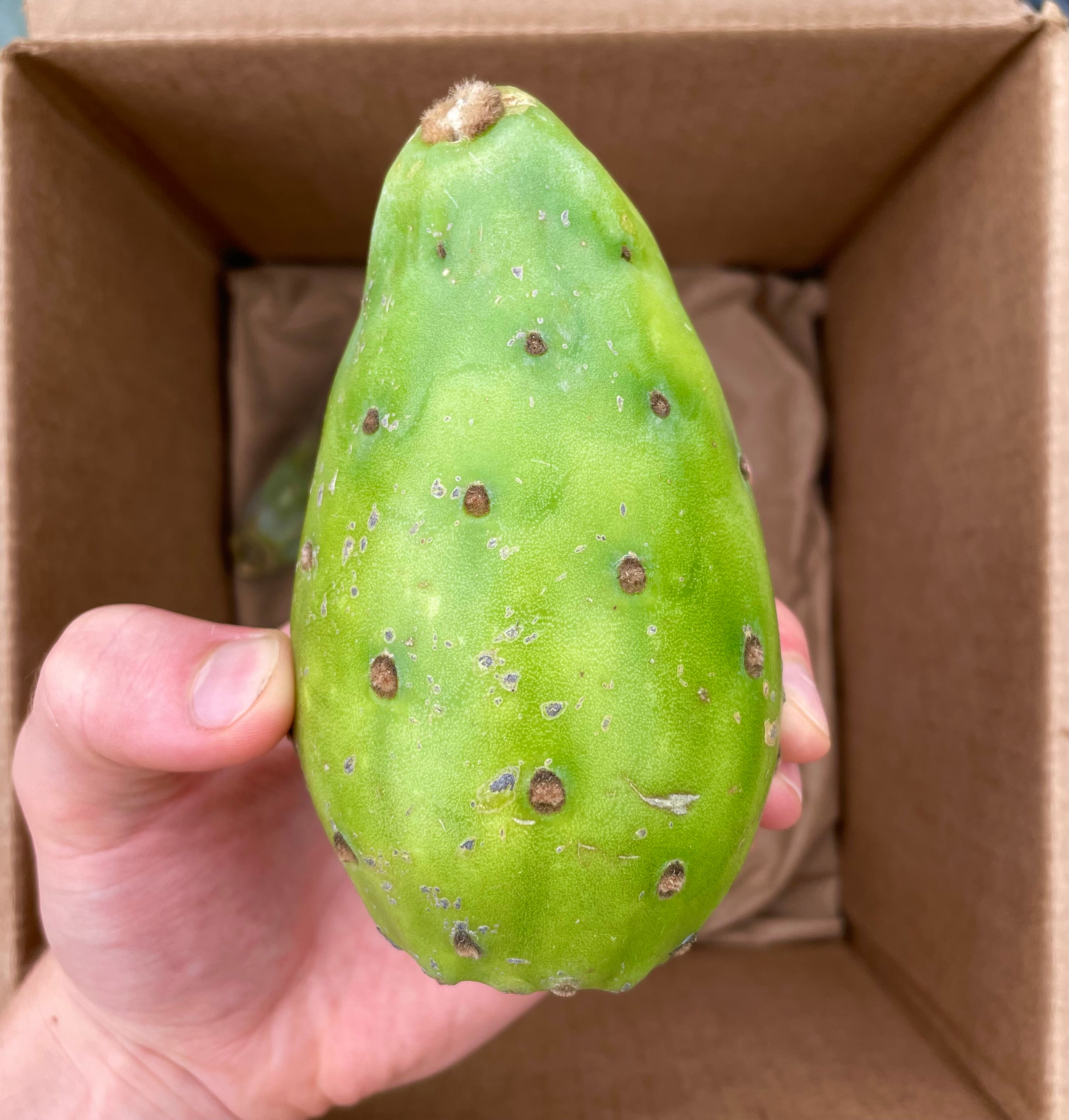 Mixed Cactus Fruit Box