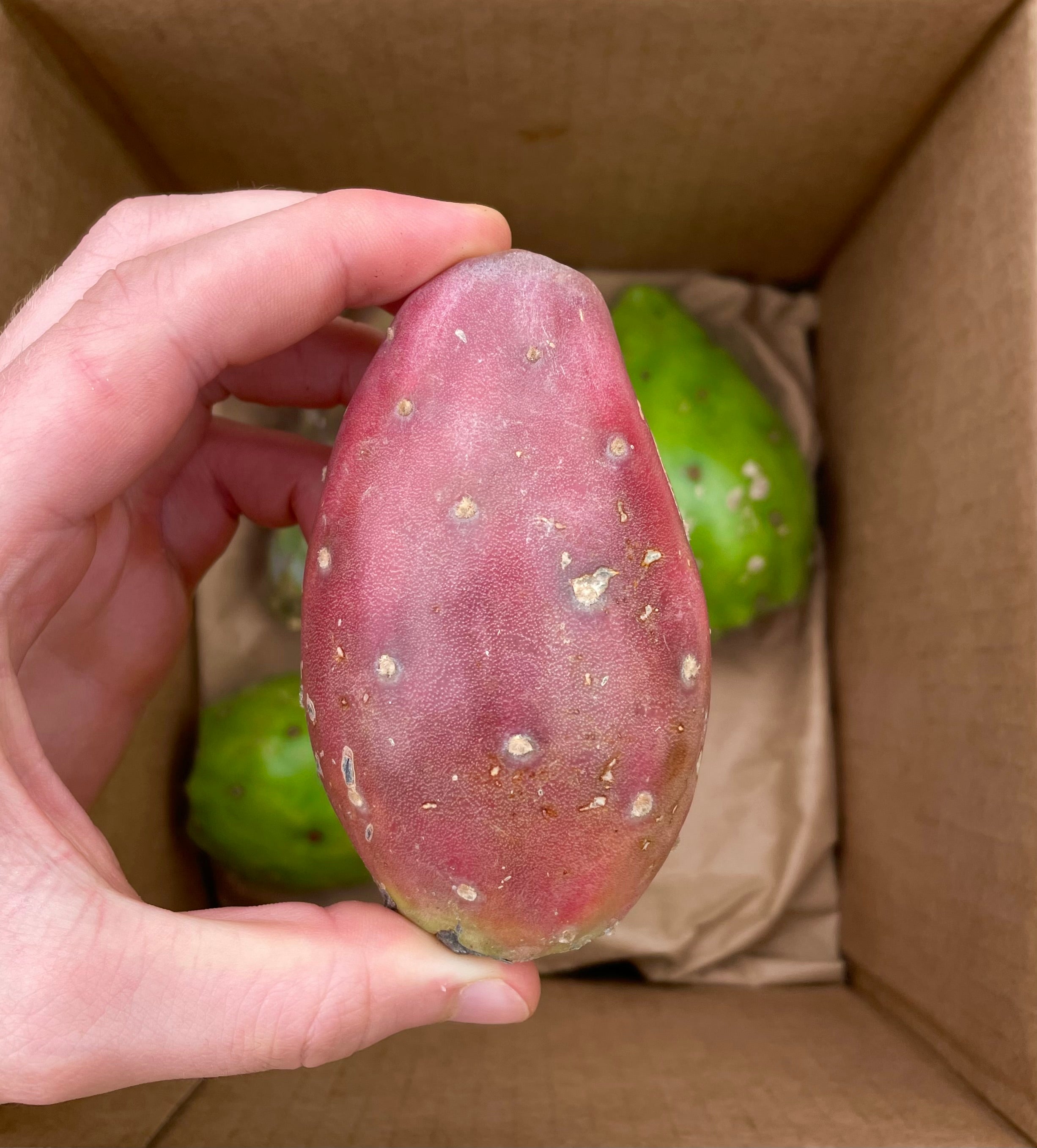 Mixed Cactus Fruit Box