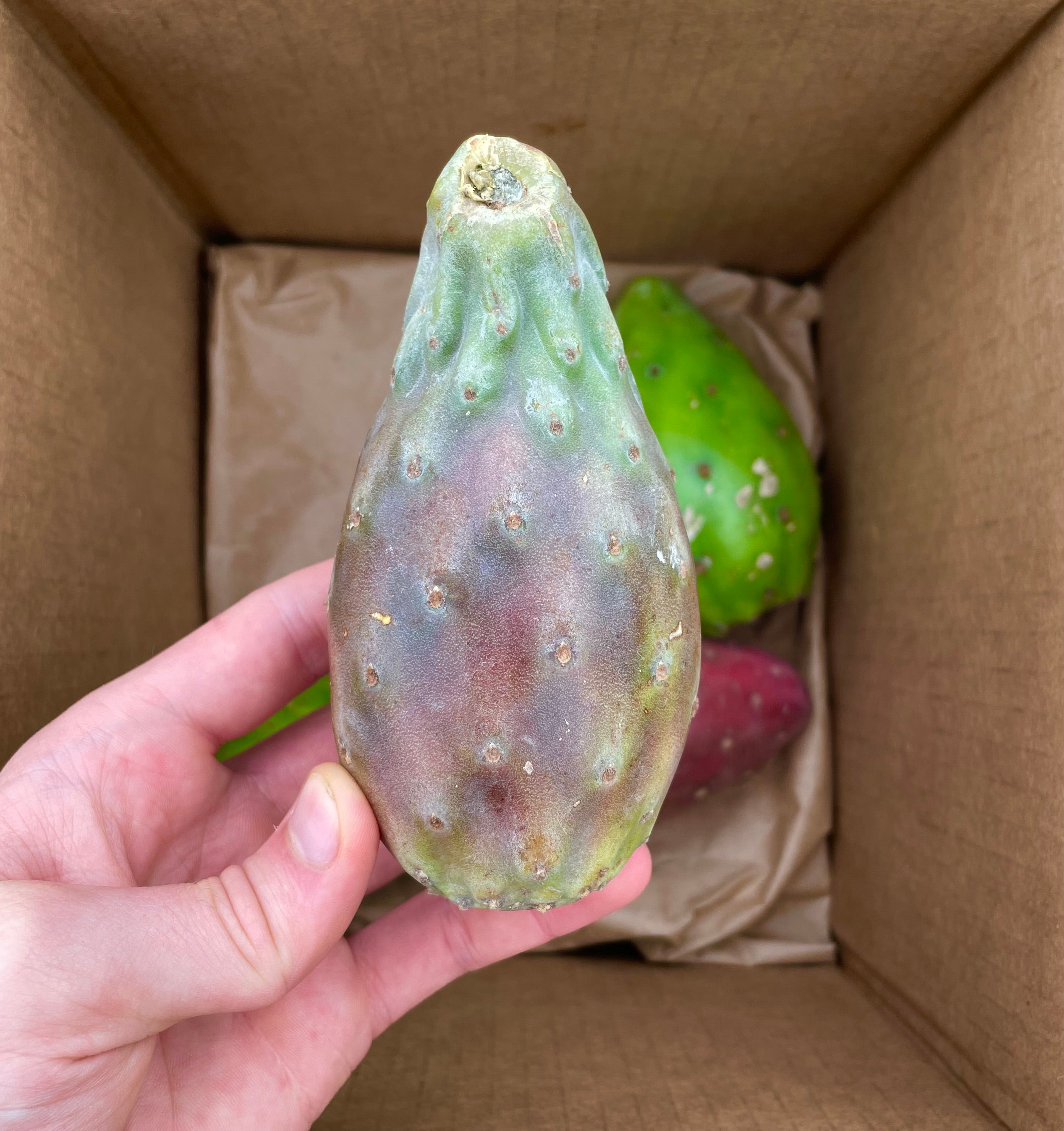 Mixed Cactus Fruit Box