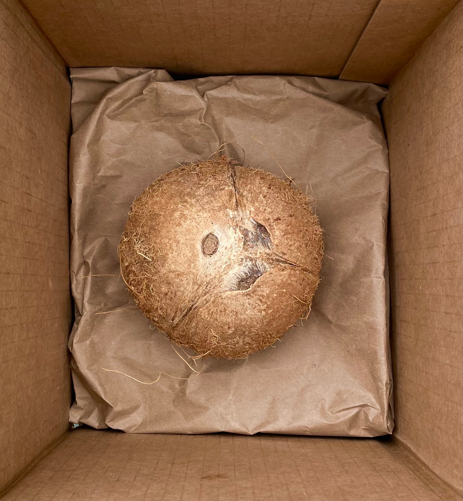 Coconut