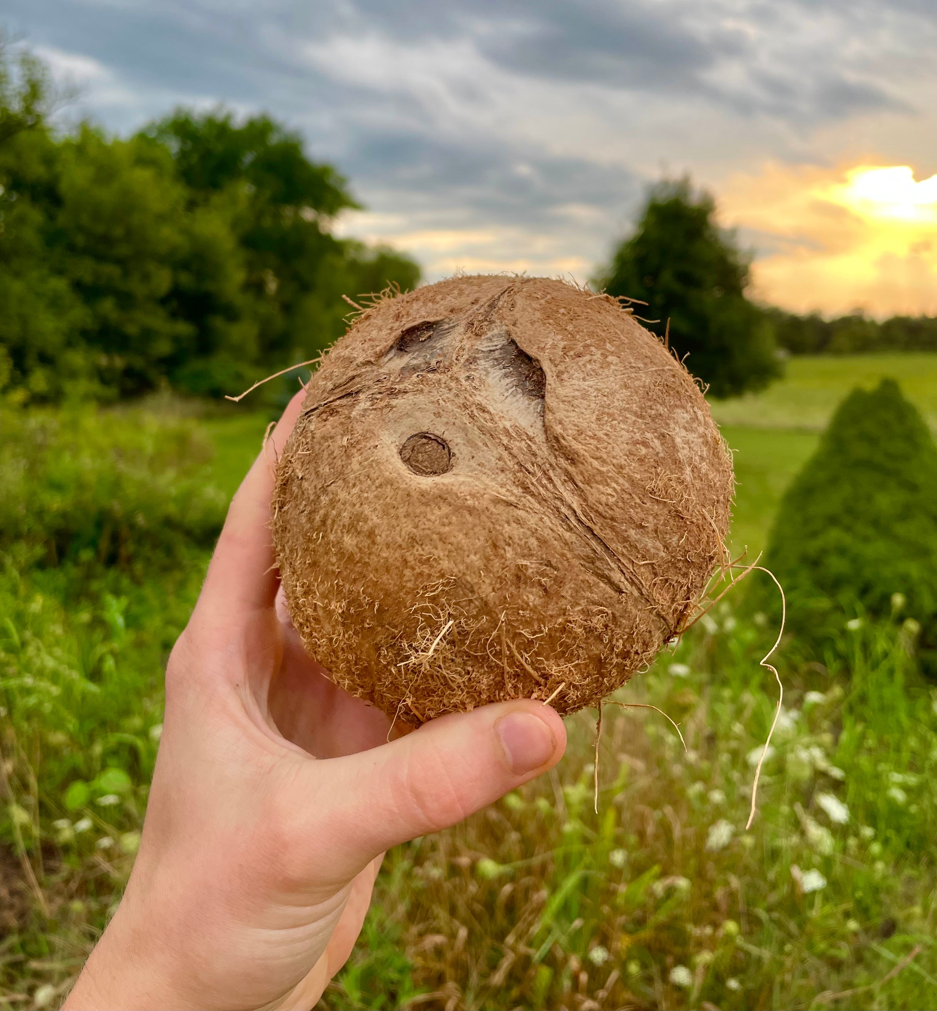 Coconut