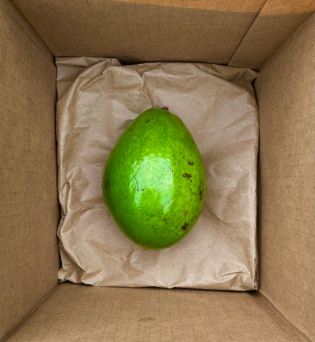 Tropical Avocado