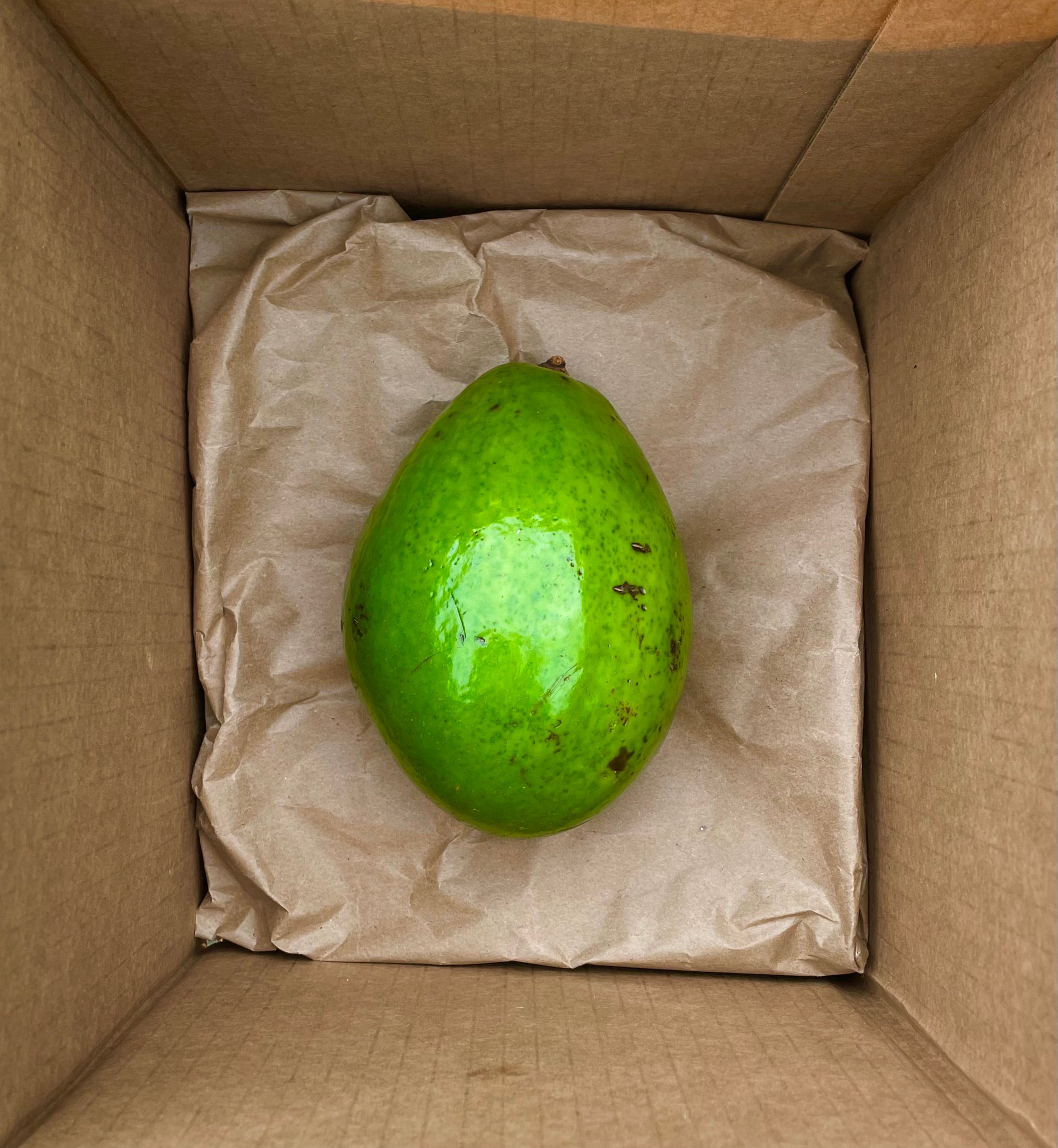 Tropical Avocado
