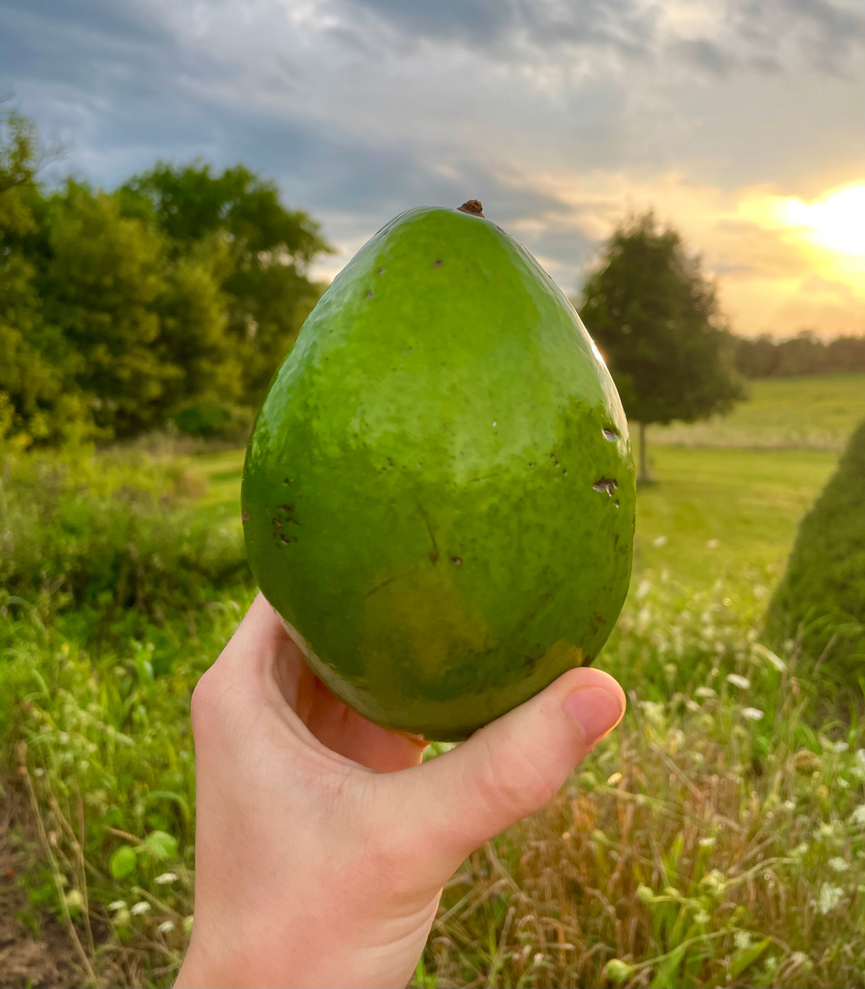 Tropical Avocado