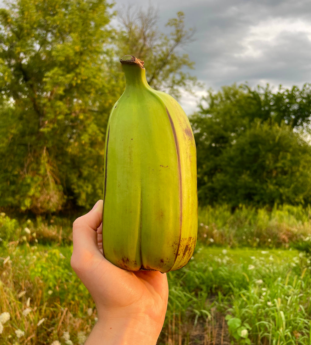 Hua Moa Banana