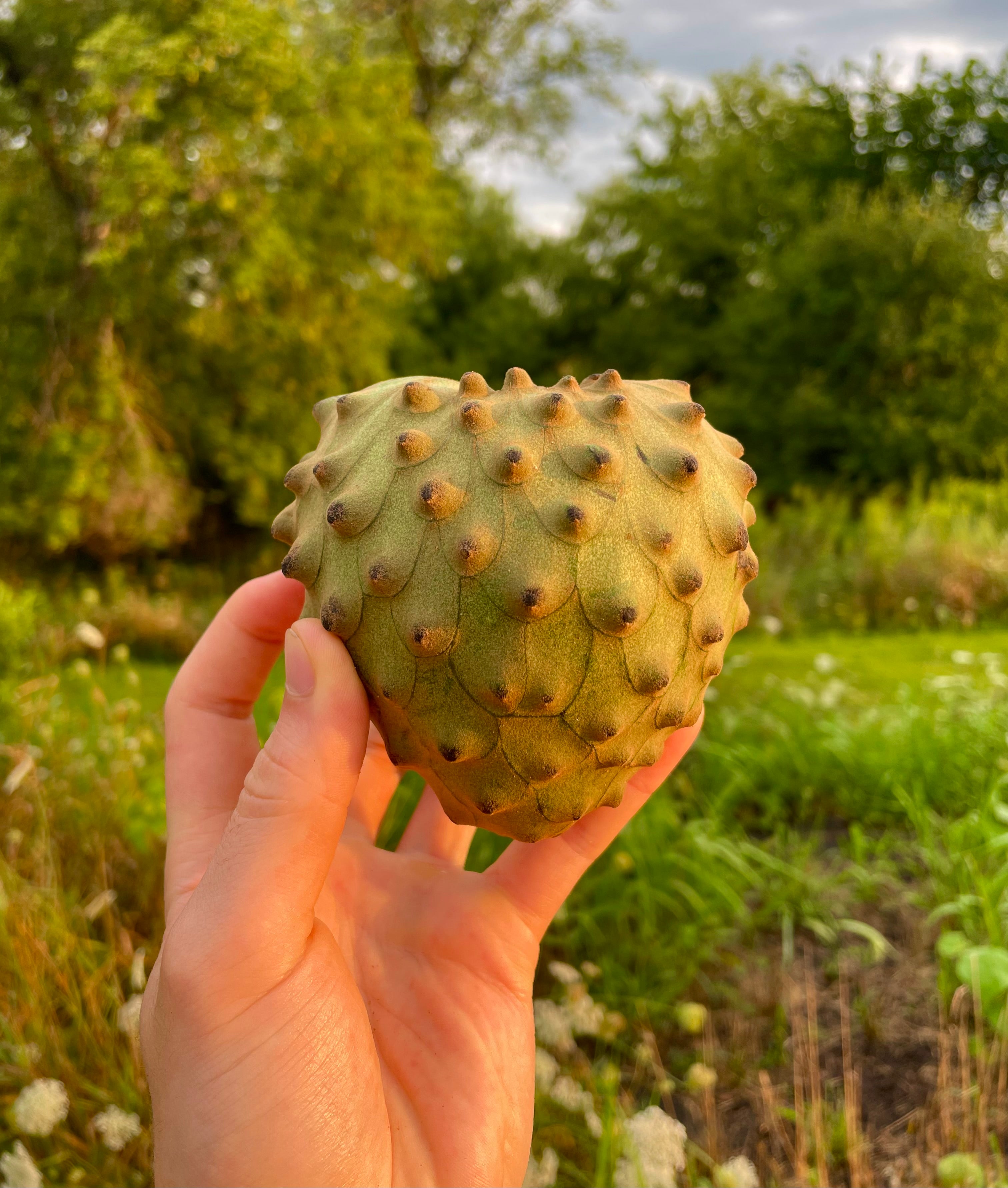 Cherimoya