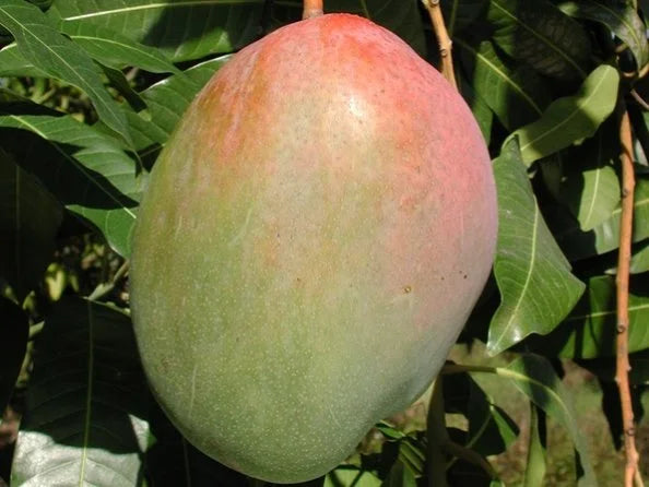 Keitt Mango